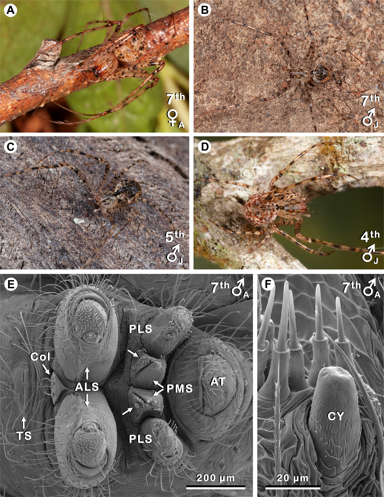 Hers and his: Silk glands used in egg sac construction by female spiders  potentially repurposed by a 'modern' male spider | Scientific Reports