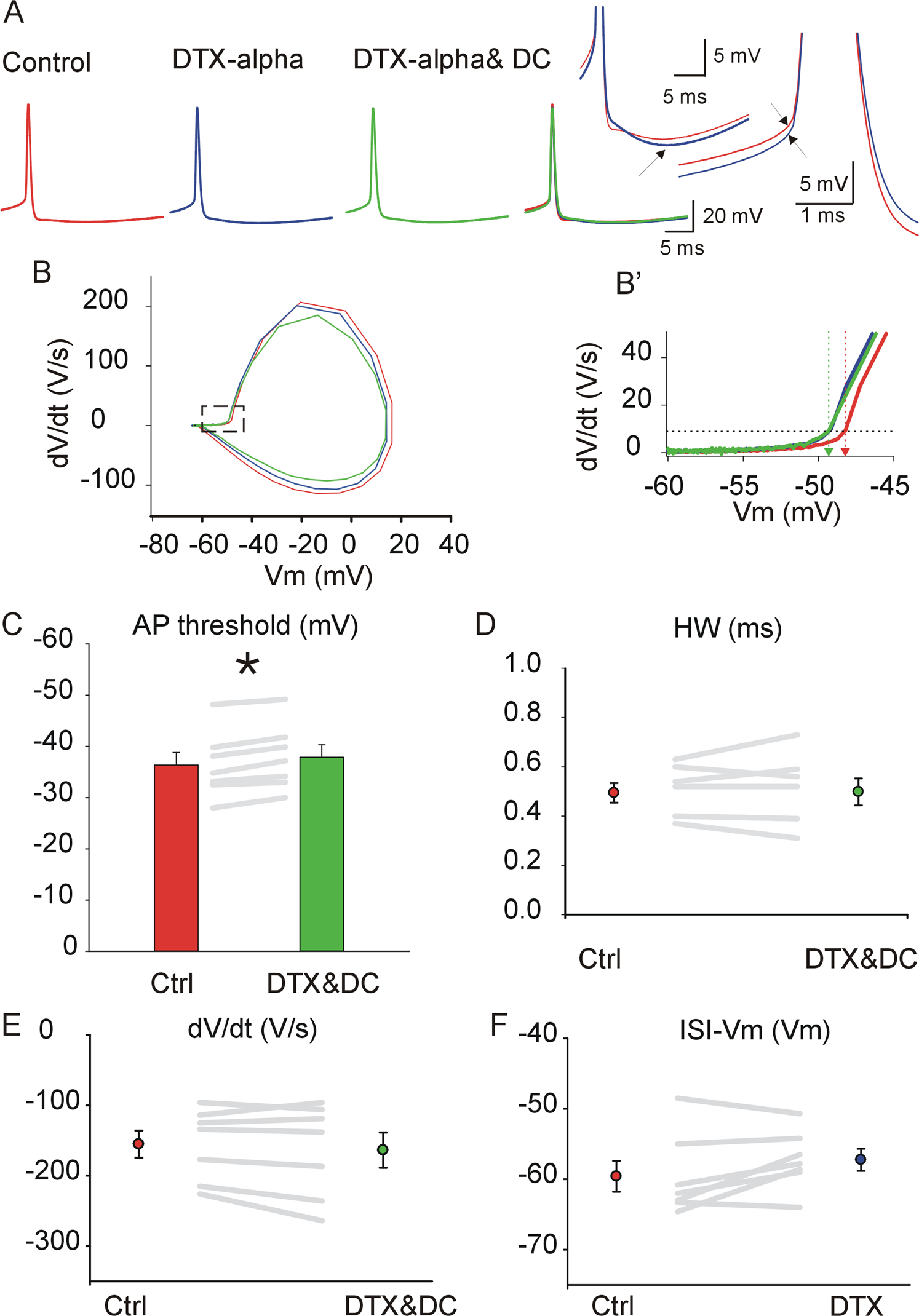 Kv1 potassium channels control action potential firing of putative  GABAergic deep cerebellar nuclear neurons | Scientific Reports