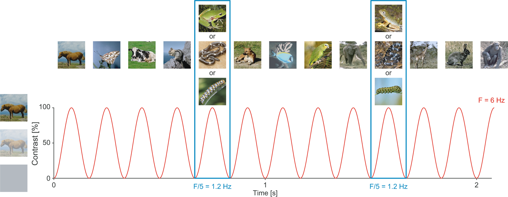 Snakes elicit specific neural responses in the human infant brain |  Scientific Reports