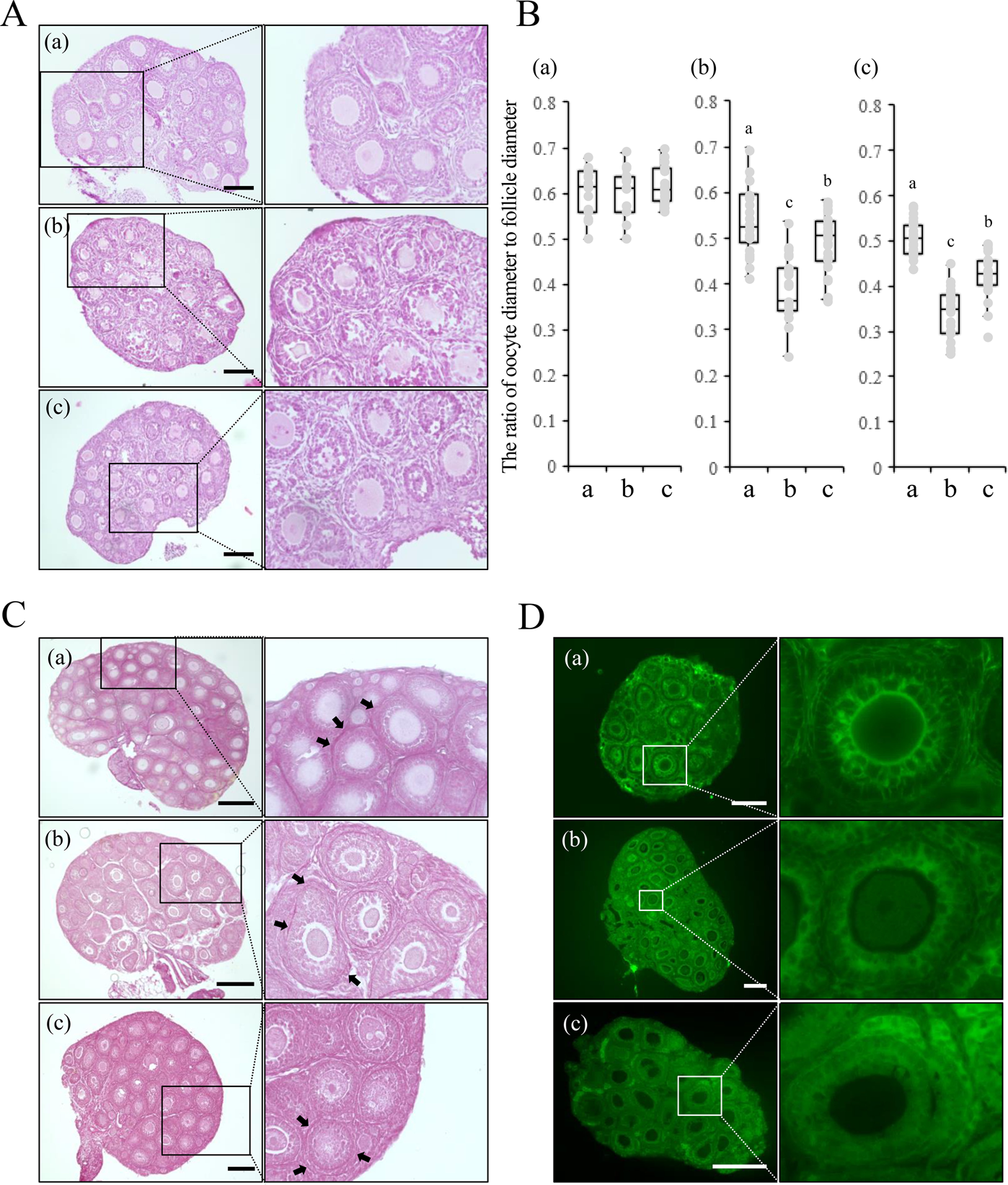 Pretreatment of ovaries with collagenase before vitrification keeps the  ovarian reserve by maintaining cell-cell adhesion integrity in ovarian  follicles | Scientific Reports