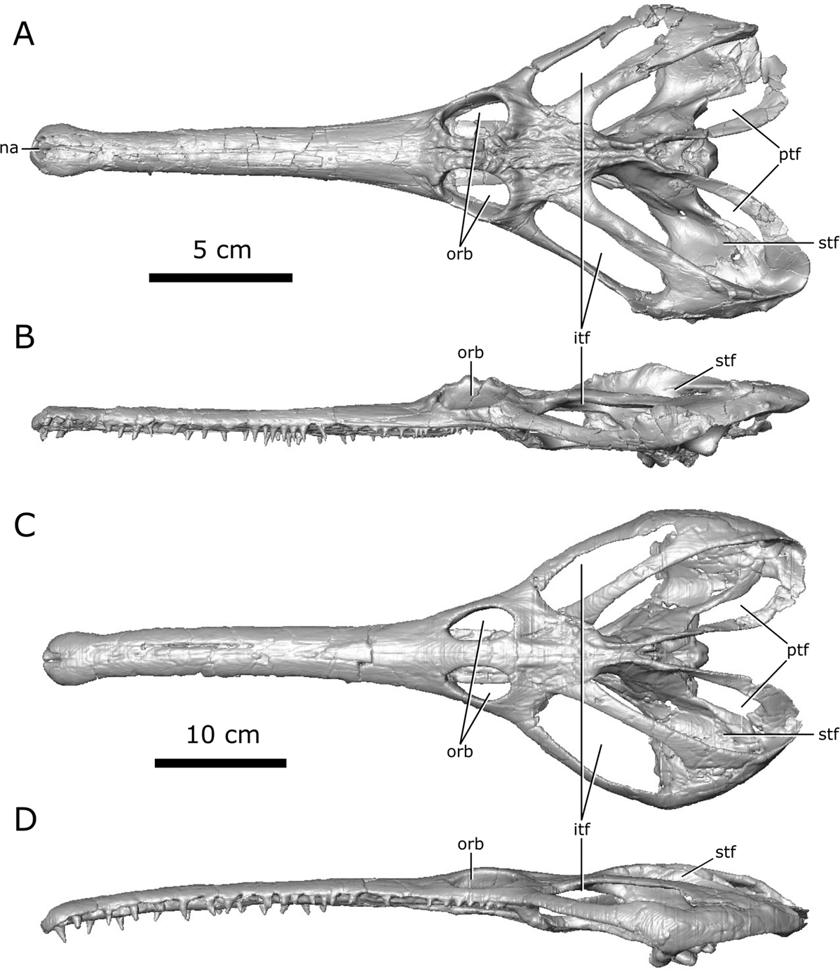 The internal cranial anatomy of Champsosaurus (Choristodera:  Champsosauridae): Implications for neurosensory function | Scientific  Reports