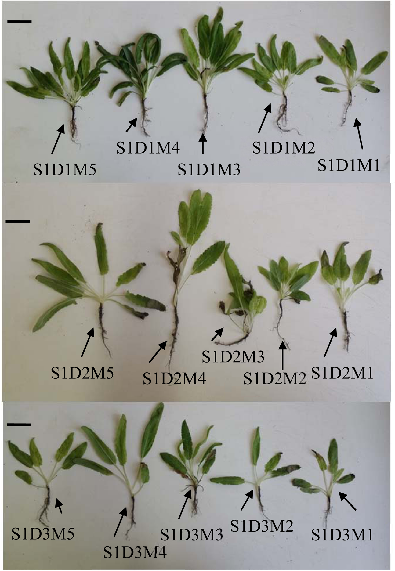 Exogenous melatonin improves glutathione content, redox state and increases  essential oil production in two Salvia species under drought stress |  Scientific Reports