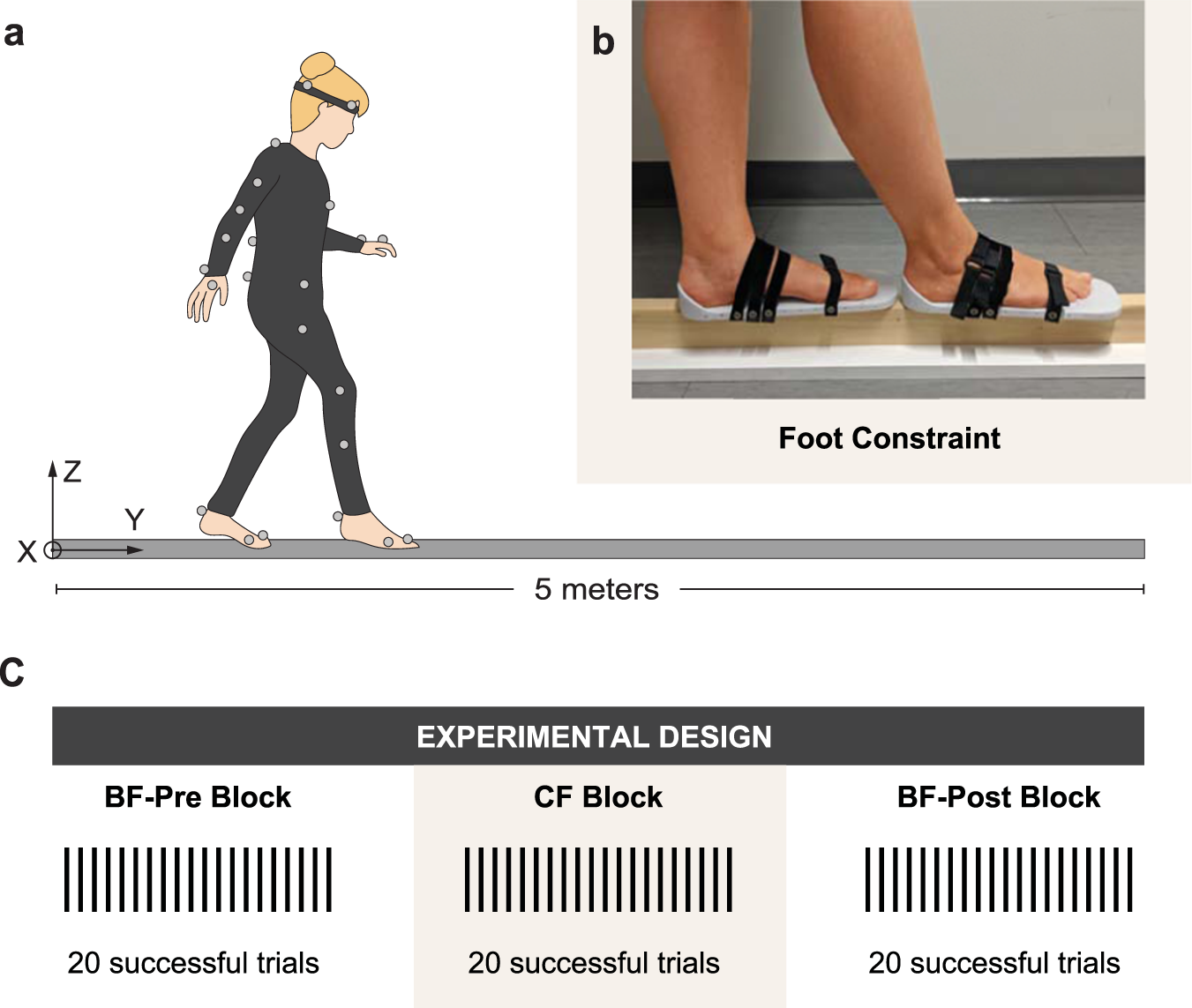 Rigid soles improve balance in beam walking, but improvements do not  persist with bare feet | Scientific Reports