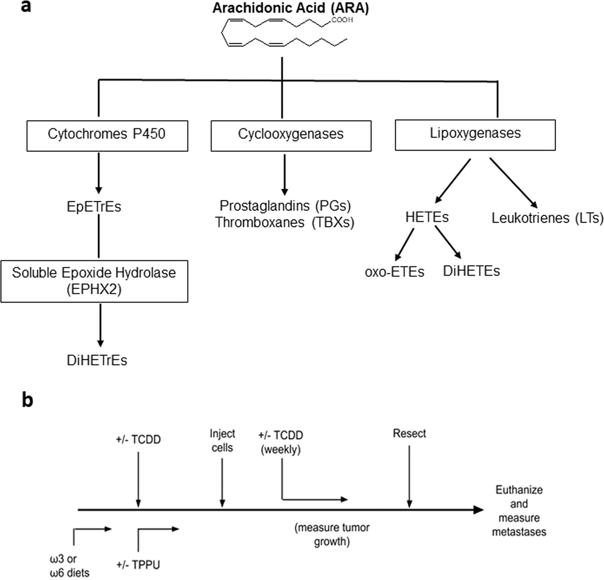 polyunsaturated fatty acid metabolism 