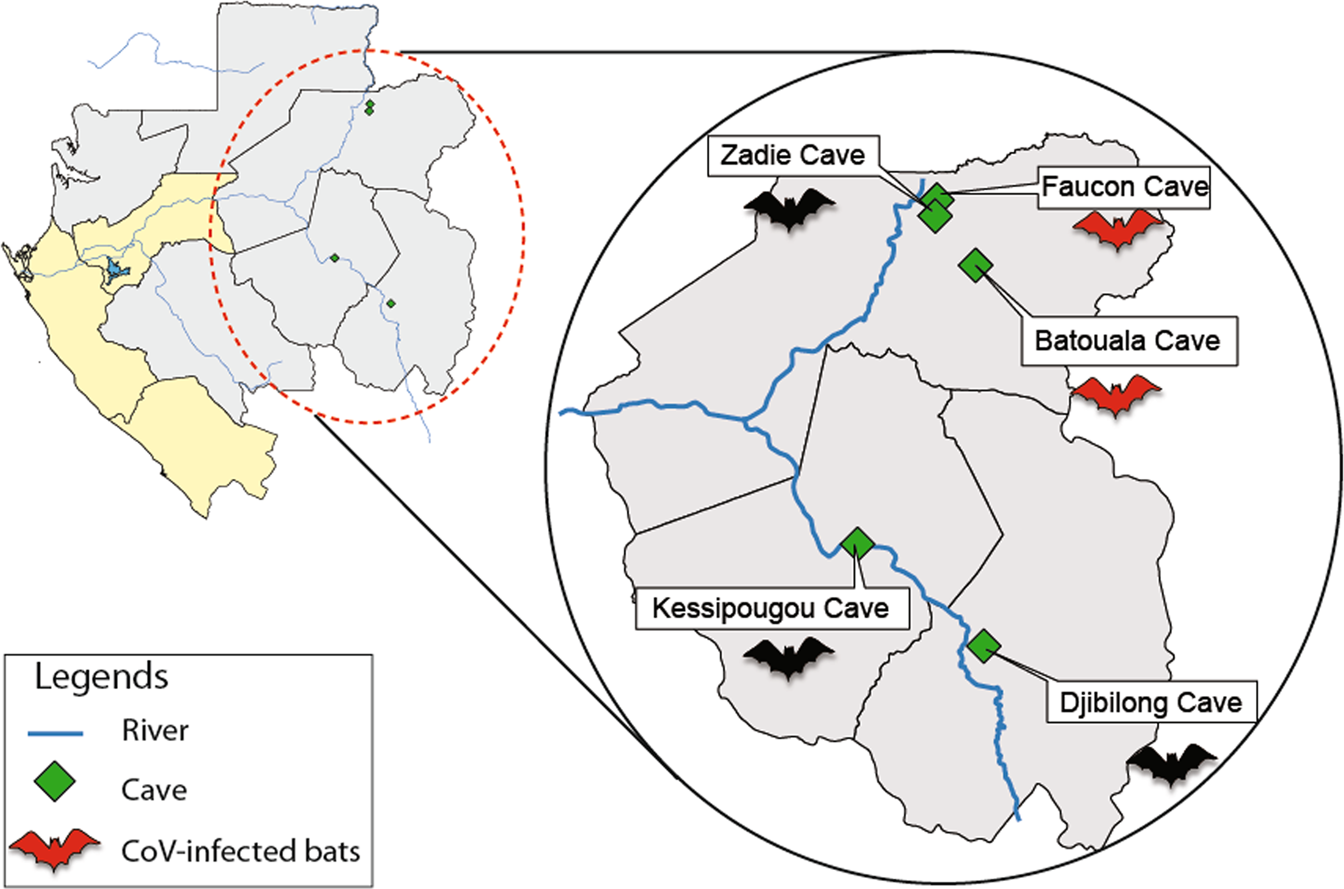 Genetic diversity and ecology of coronaviruses hosted by cave-dwelling bats in Gabon Scientific Reports image