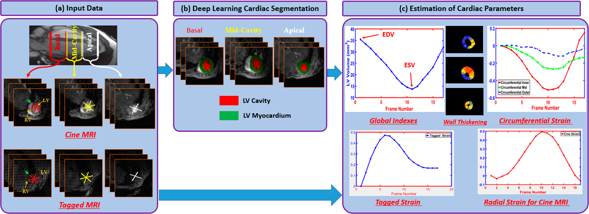 A New Framework for Performing Cardiac Strain Analysis from Cine MRI  Imaging in Mice | Scientific Reports