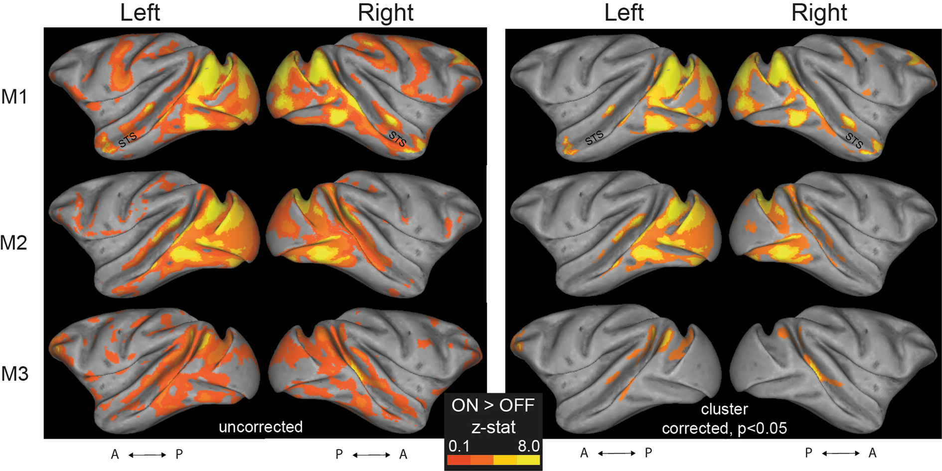 Rapid event-related, BOLD fMRI, non-human primates (NHP): choose two out of  three | Scientific Reports