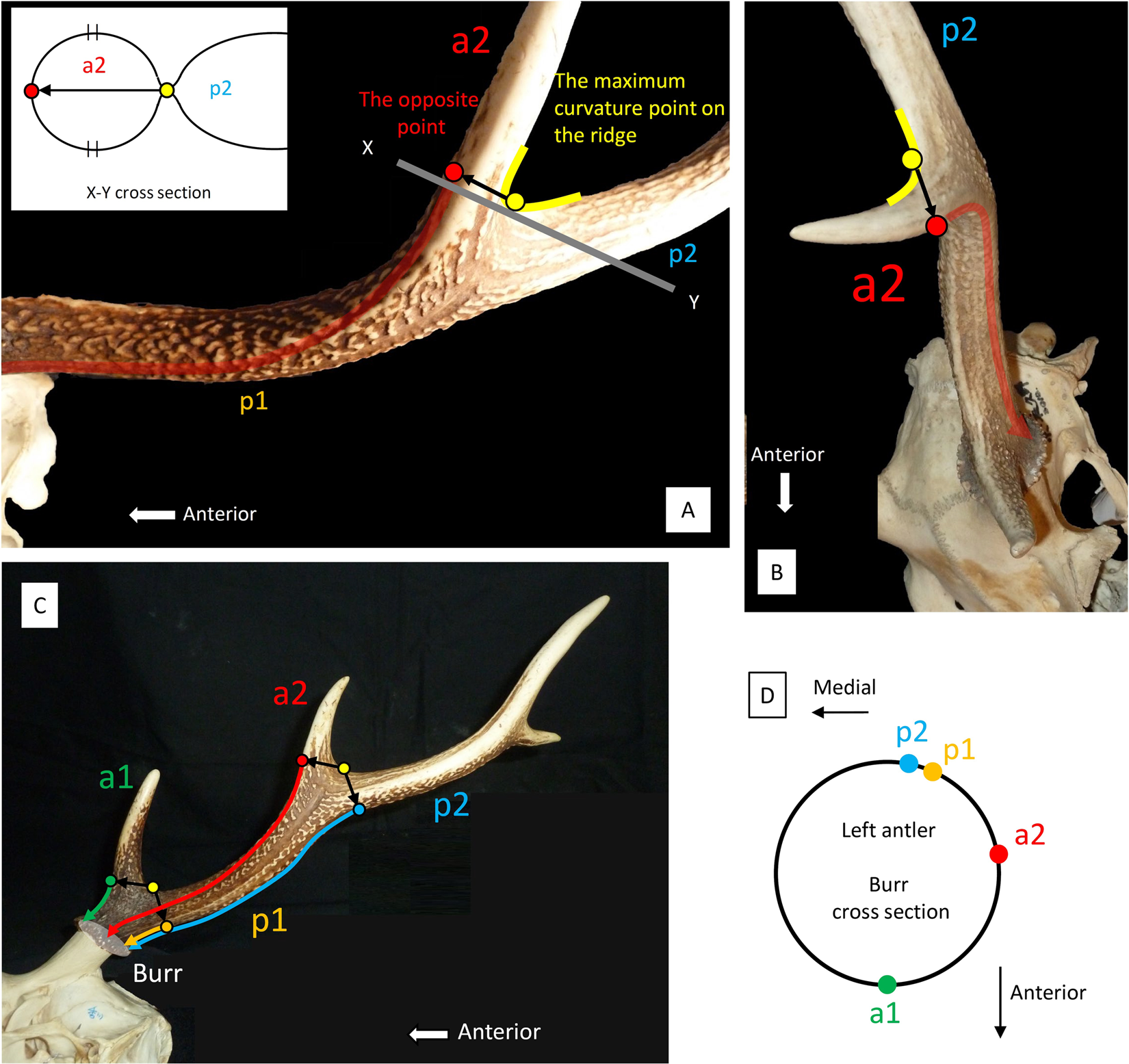 new on antlers reveals the evolutionary history of deer (Cervidae, | Scientific Reports
