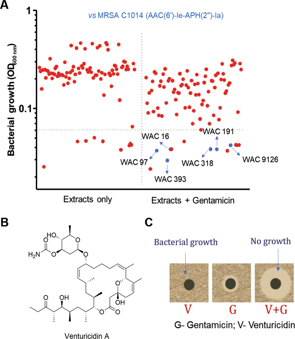 Venturicidin A A Membrane Active Natural Product Inhibitor Of Atp