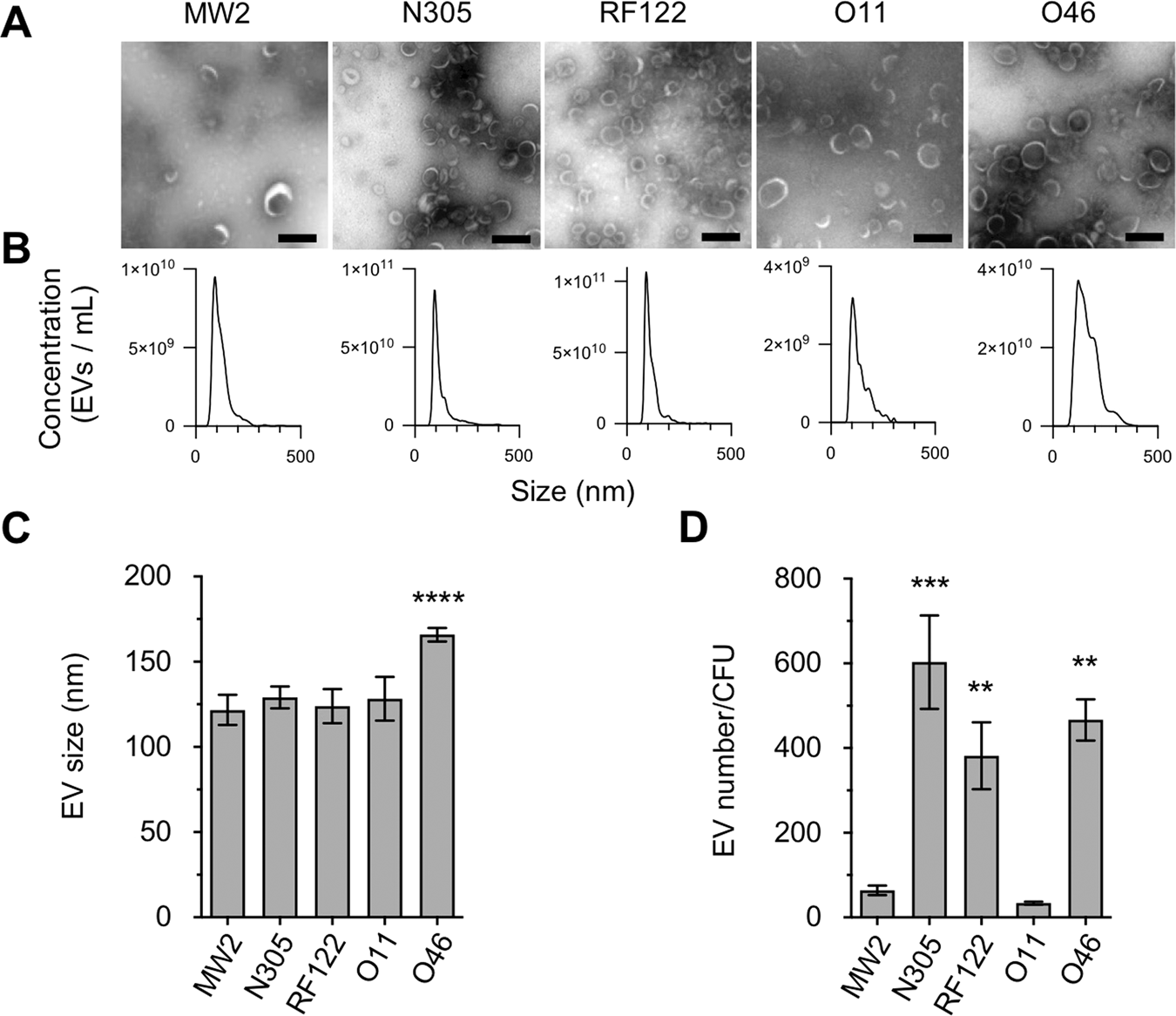 Extracellular vesicles produced by human and animal Staphylococcus aureus strains share a highly conserved core proteome | Scientific Reports Extracellular vesicles produced by human and animal Staphylococcus aureus strains share a highly conserved core proteome | Scientific Reports