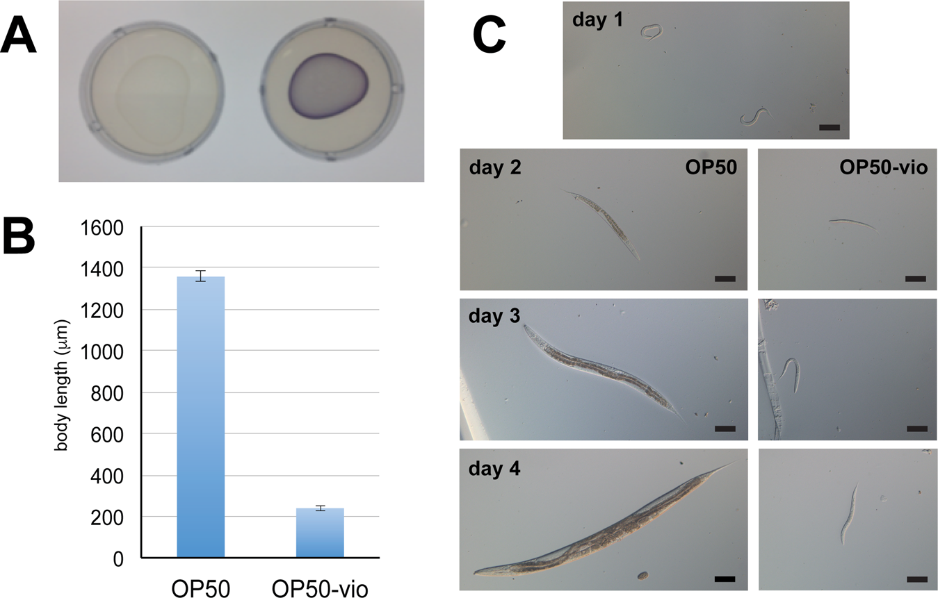 Consumption Of Oleic Acid During Matriphagy In Free Living Nematodes Alleviates The Toxic Effects Of The Bacterial Metabolite Violacein Scientific Reports