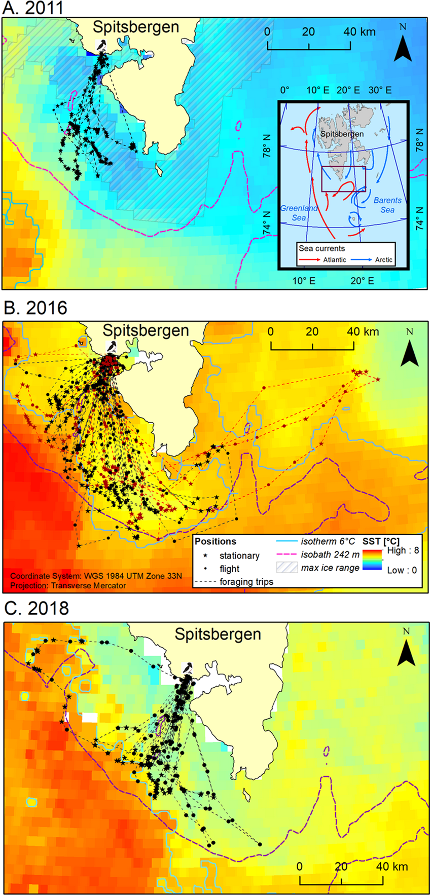 Flexibility of little auks foraging in various oceanographic features in a  changing Arctic | Scientific Reports