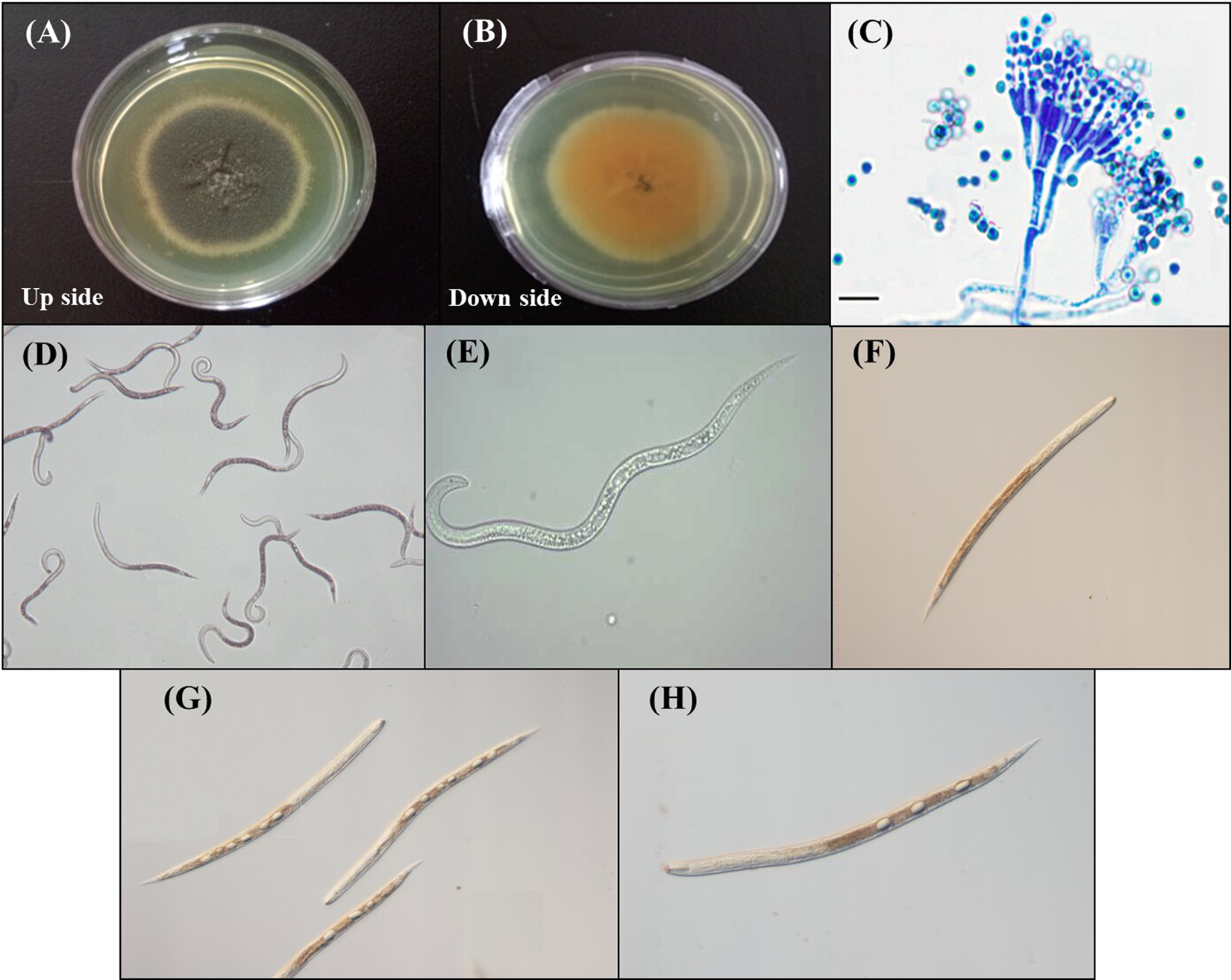 In Vitro Evaluation Of Penicillium Chrysogenum Snef1216 Against Meloidogyne Incognita Root Knot Nematode Scientific Reports