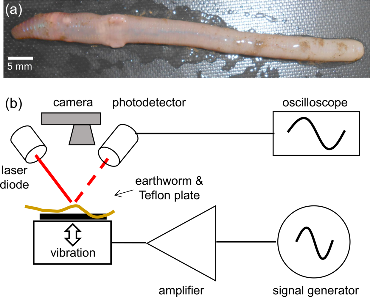 Excitation of Faraday-like body waves in vibrated living earthworms |  Scientific Reports