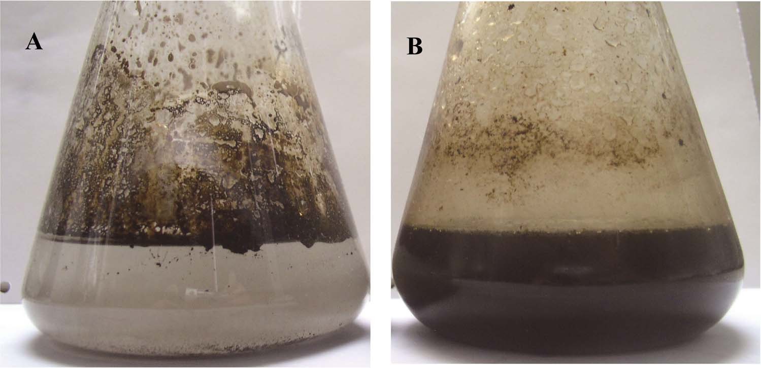 A novel exopolysaccharide-producing and long-chain n-alkane degrading  bacterium Bacillus licheniformis strain DM-1 with potential application for  in-situ enhanced oil recovery | Scientific Reports
