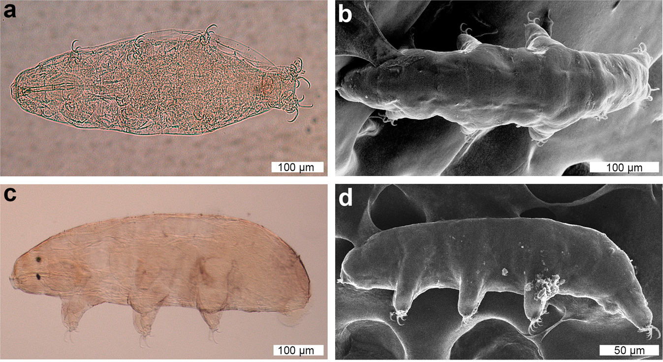 Integrative description of a new Dactylobiotus (Eutardigrada: Parachela)  from Antarctica that reveals an intraspecific variation in tardigrade egg  morphology | Scientific Reports