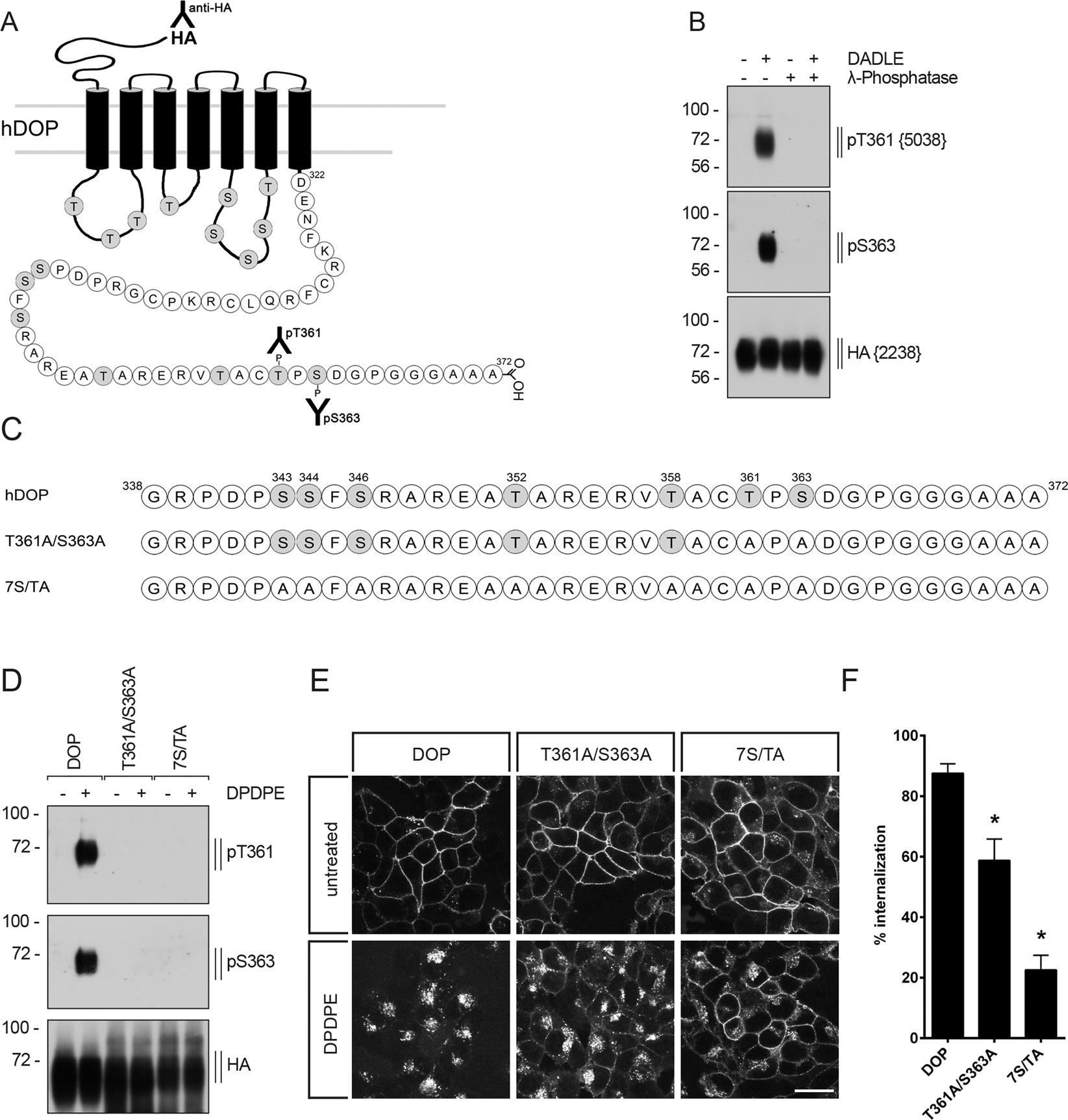 Agonist-induced phosphorylation bar code and differential post-activation  signaling of the delta opioid receptor revealed by phosphosite-specific  antibodies | Scientific Reports