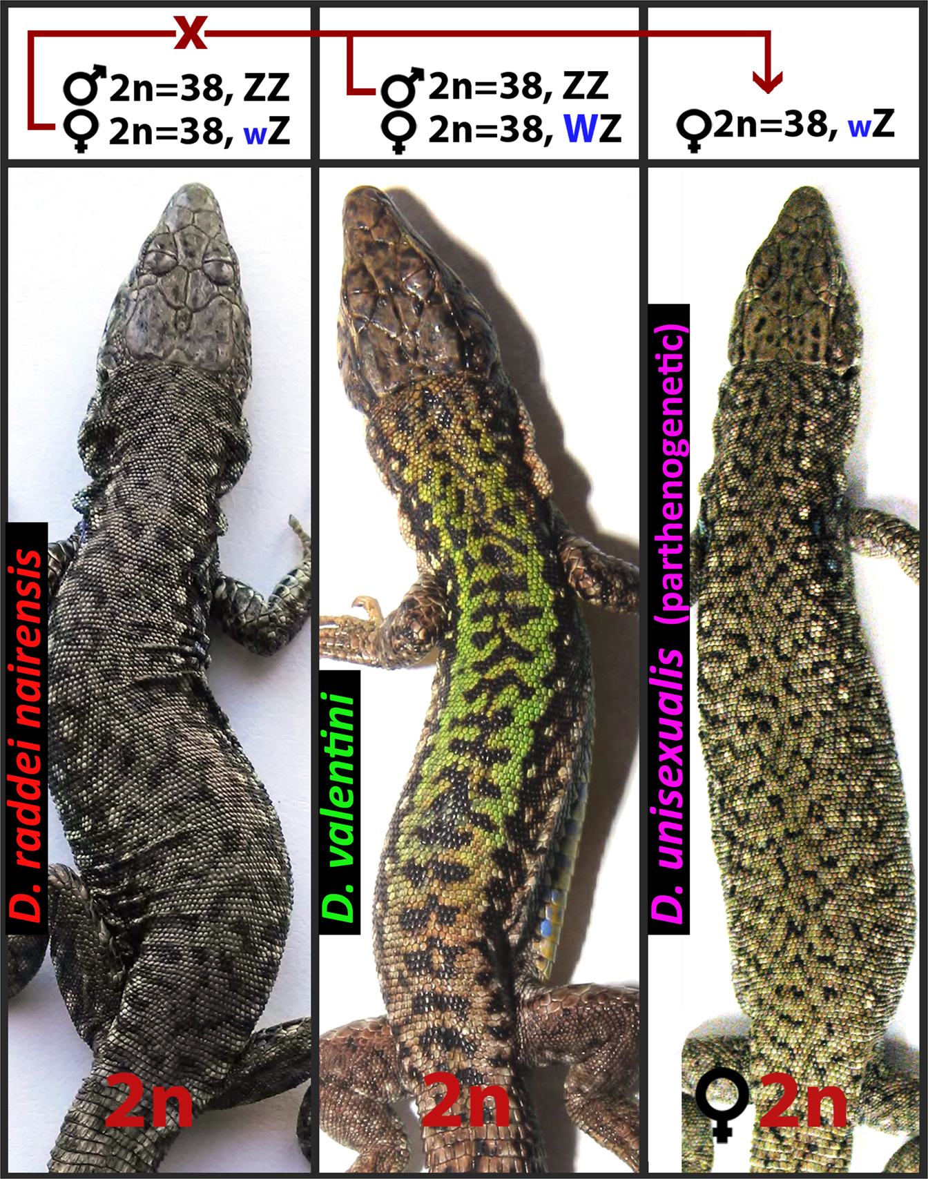 Cytogenetic mechanisms of unisexuality in rock lizards | Scientific Reports Cytogenetic mechanisms of unisexuality in rock lizards | Scientific Reports