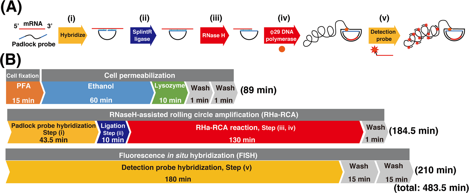 In situ hybridization analysis of mRNAs for Egam1c and the Prl gene