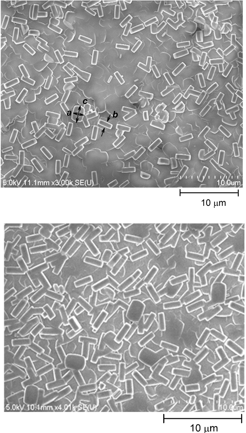 Heat Treatment Dependent Cytotoxicity Of Silicalite 1 Films Deposited On Ti 6al 4v Alloy Evaluated By Bone Derived Cells Scientific Reports Heat Treatment Dependent Cytotoxicity Of Silicalite 1 Films Deposited On Ti 6al 4v Alloy Evaluated By Bone Derived Cells Scientific Reports