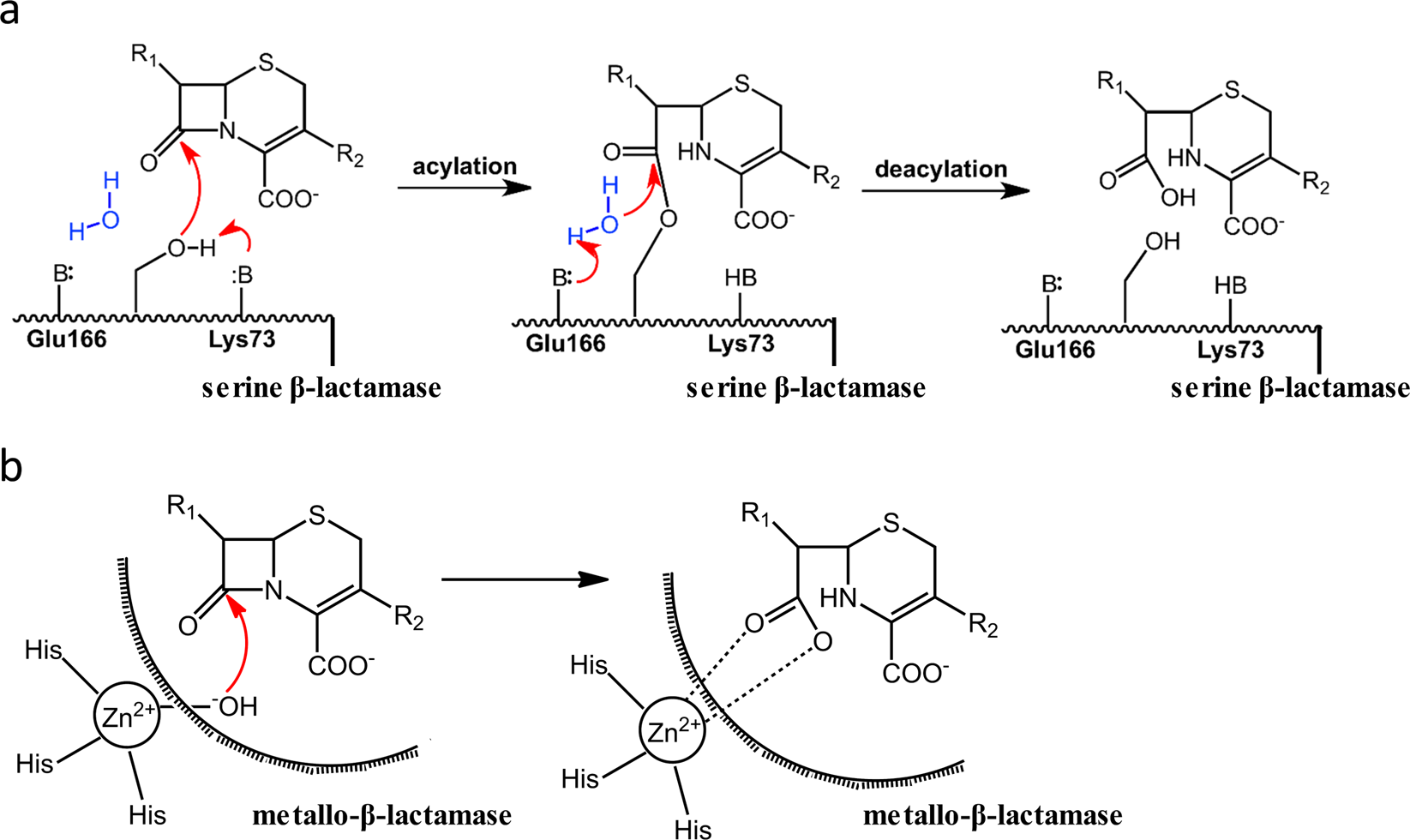 The hydrolytic water molecule of Class A β-lactamase relies on the  acyl-enzyme intermediate ES* for proper coordination and catalysis |  Scientific Reports