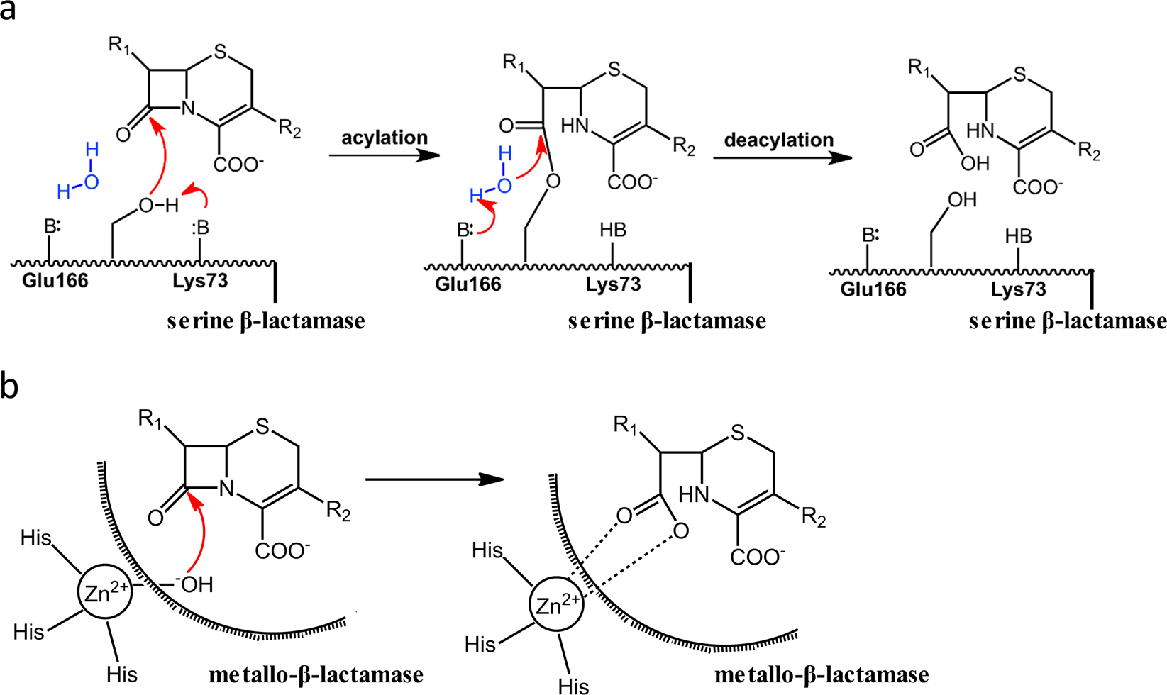 Penicillin g beta lactam