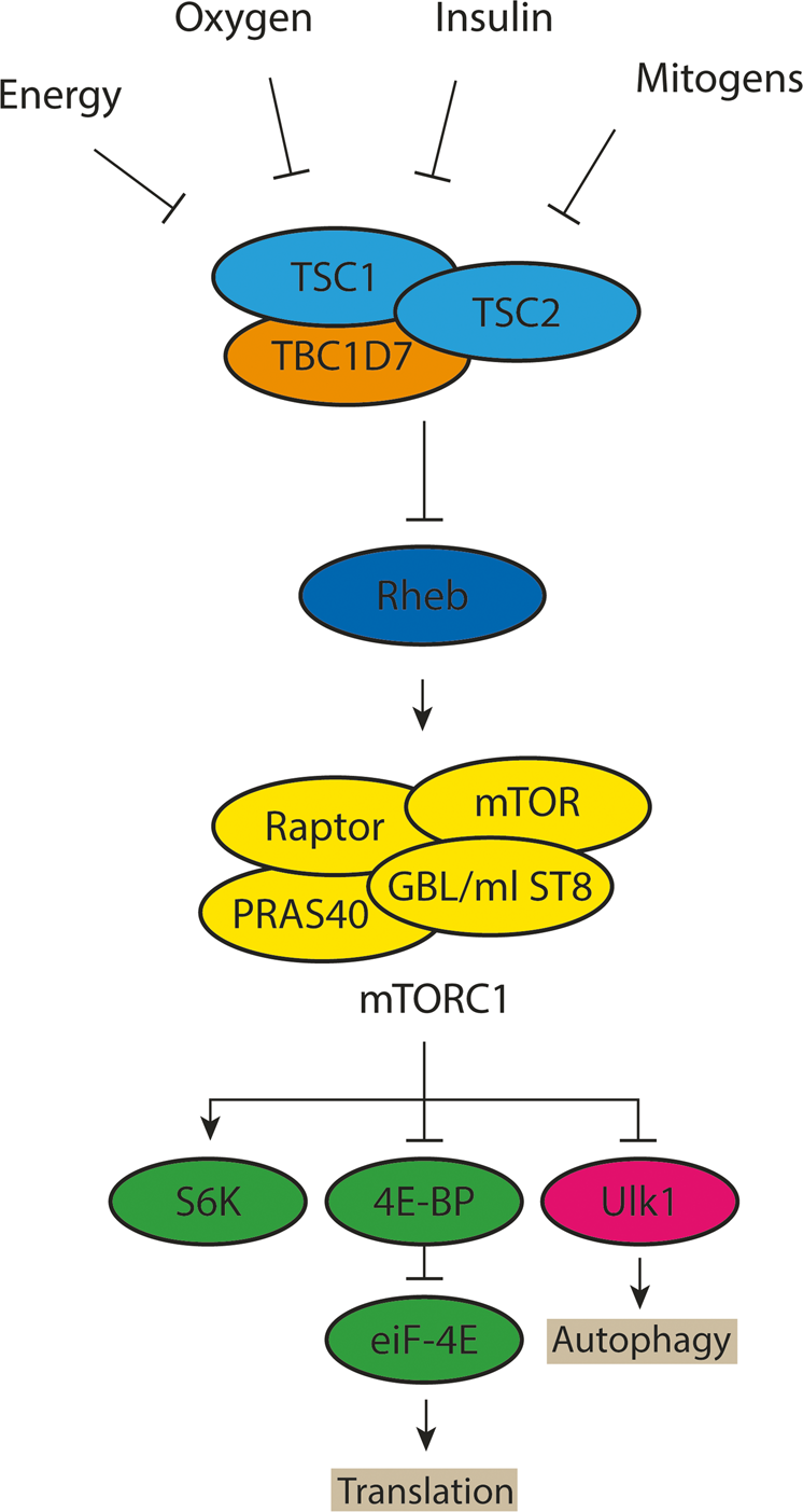 Mutational analysis of TSC1 and TSC2 in Danish patients with ...
