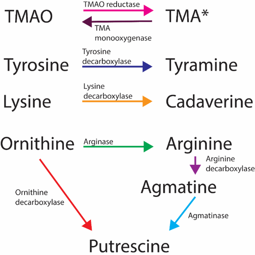 l-carnitine side effects fishy odor tmao Malodorous biogenic amines in Escherichia coli-caused urinary tract  infections in women—a metabolomics approach