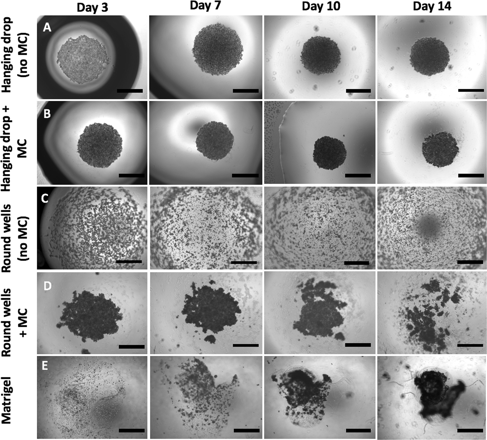A synergic approach to enhance long-term culture and manipulation of  MiaPaCa-2 pancreatic cancer spheroids | Scientific Reports