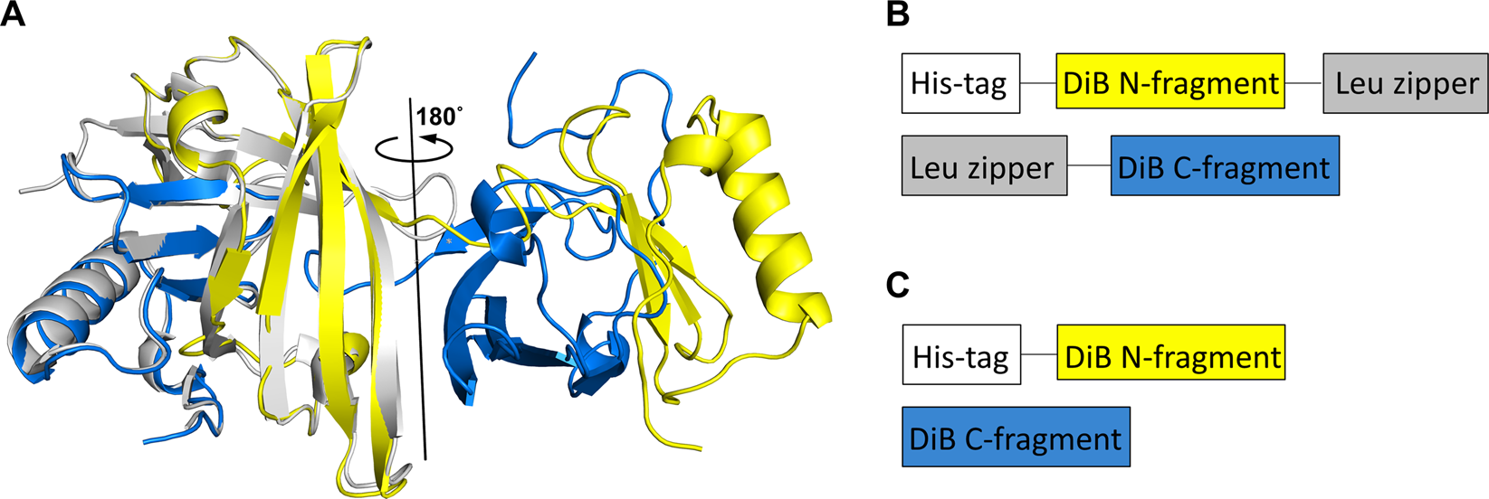 DiB-splits: nature-guided design of a novel fluorescent labeling split  system | Scientific Reports