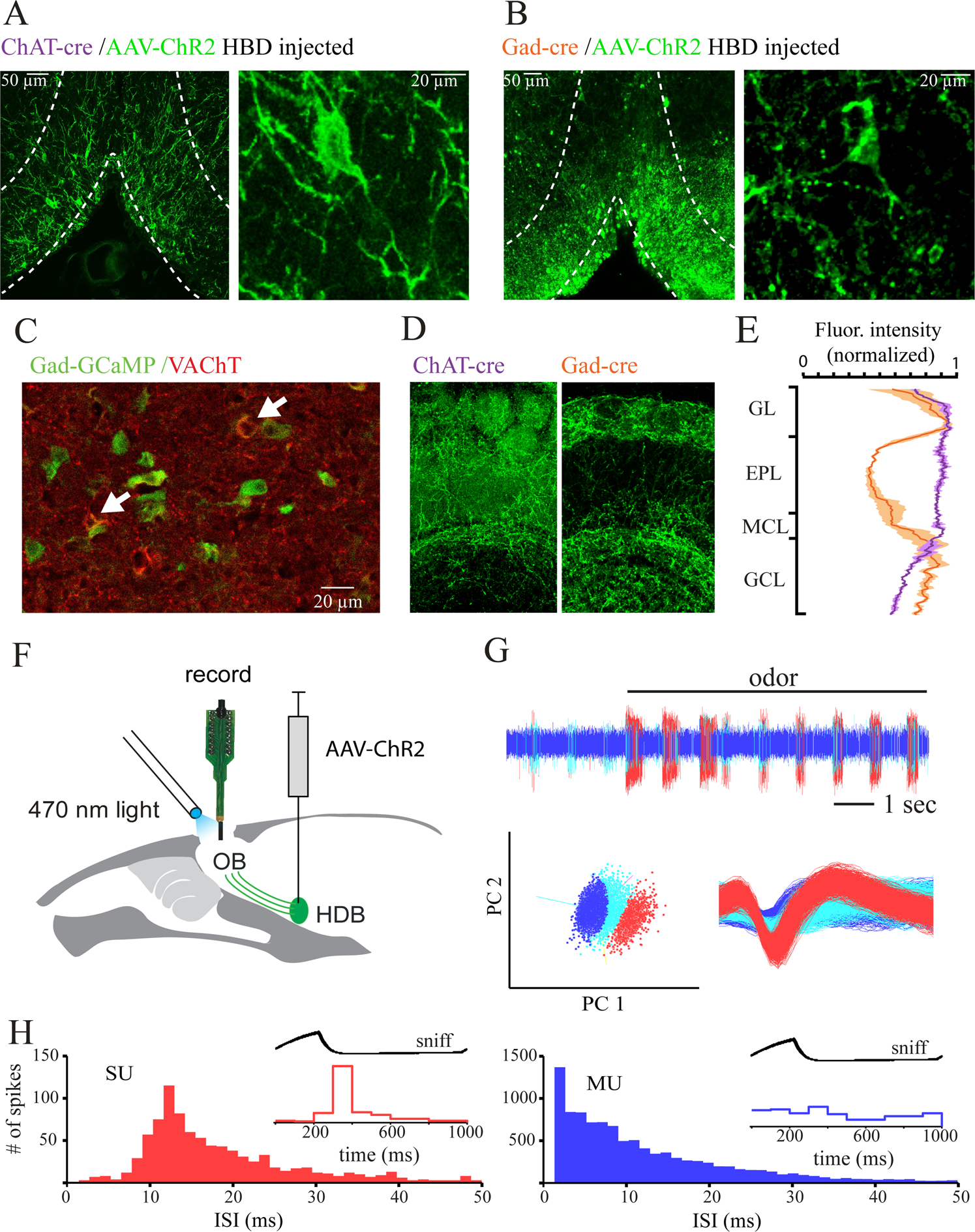 Basal forebrain subcortical projections