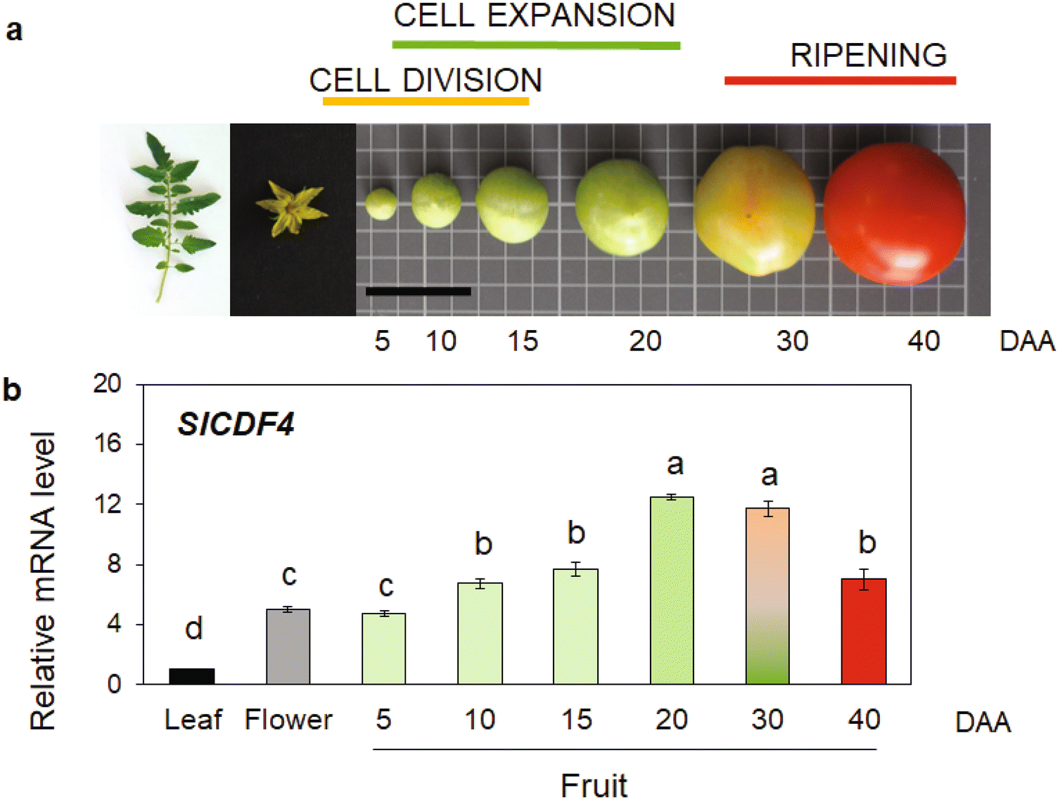 The targeted overexpression of SlCDF4 in the fruit enhances tomato size and  yield involving gibberellin signalling | Scientific Reports