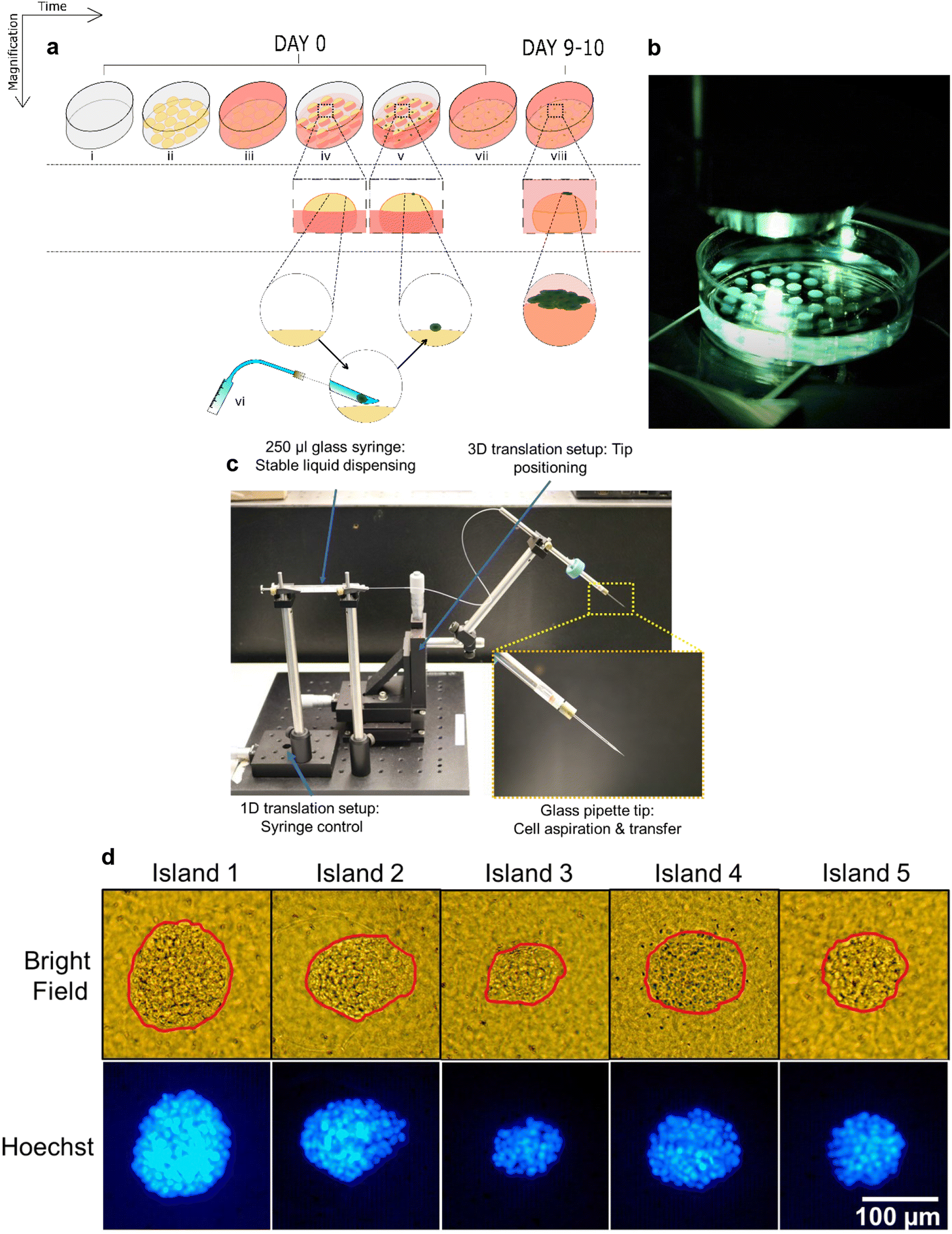 Deterministic culturing of single cells in 3D | Scientific Reports