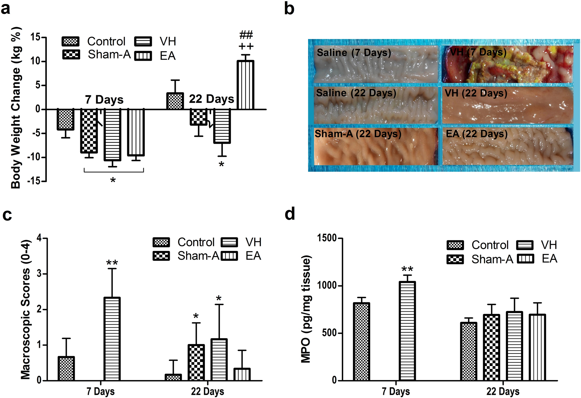 Electroacupuncture intervention of visceral hypersensitivity is involved in  PAR-2-activation and CGRP-release in the spinal cord | Scientific Reports