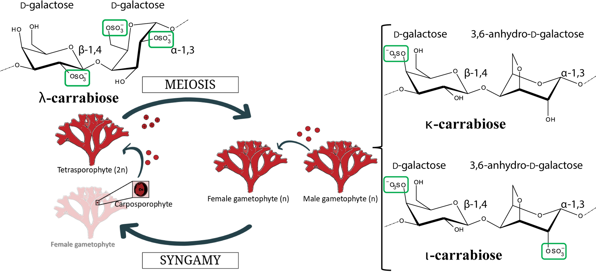 igennem Ikke kompliceret Triumferende To gel or not to gel: differential expression of carrageenan-related genes  between the gametophyte and tetasporophyte life cycle stages of the red  alga Chondrus crispus | Scientific Reports