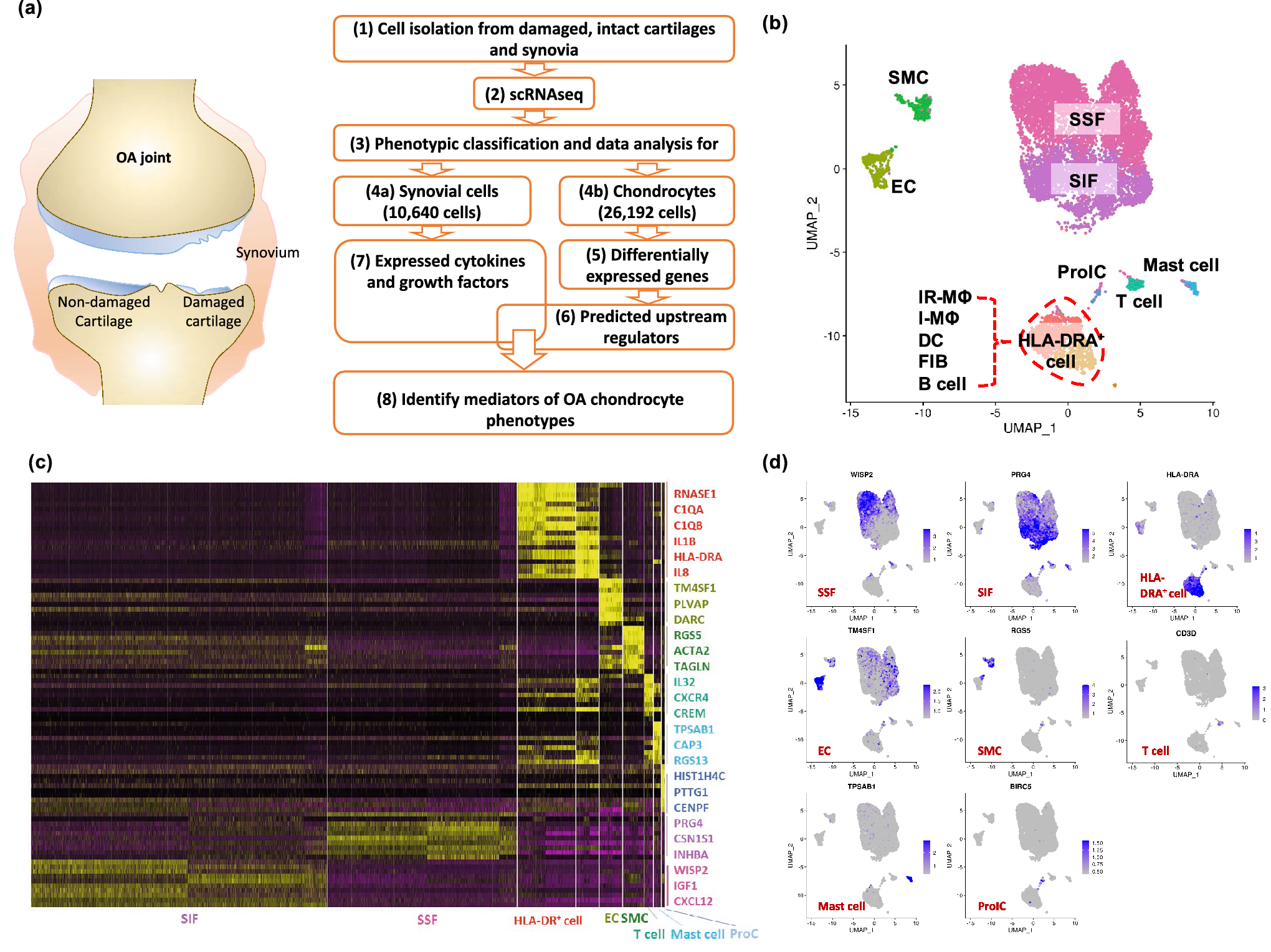 Synovial Cell Cross Talk With Cartilage Plays A Major Role In The Pathogenesis Of Osteoarthritis Scientific Reports