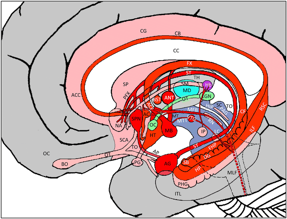 What Is The Limbic System? Definition, Parts, And Functions