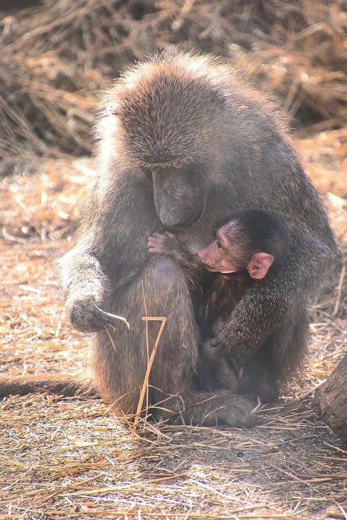 Human-like maternal left-cradling bias in monkeys is altered by social  pressure | Scientific Reports