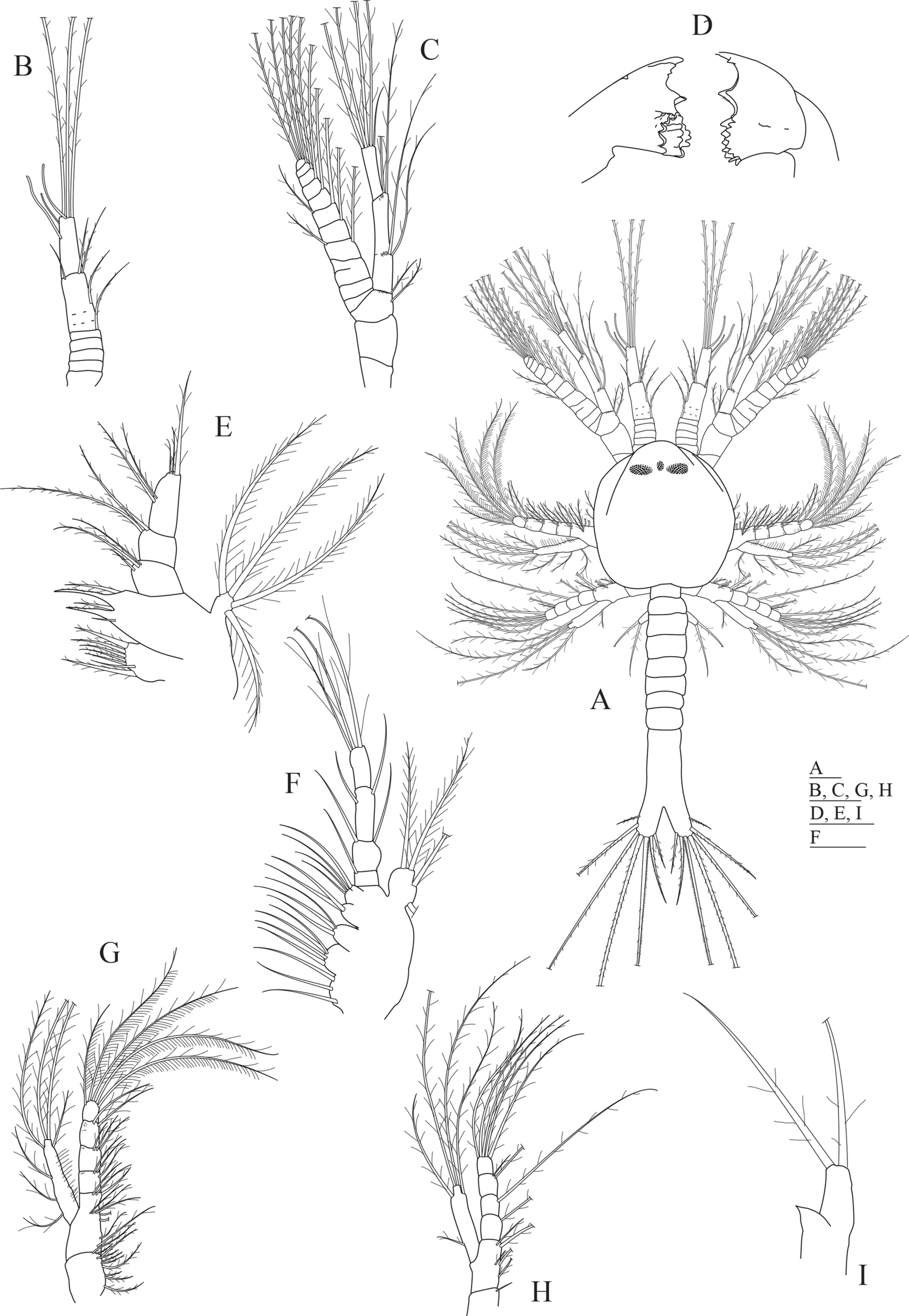 Morphological Description Of The First Protozoeal Stage Of The Deep Sea Shrimps Aristeus Antennatus And Gennadas Elegans With A Key Scientific Reports