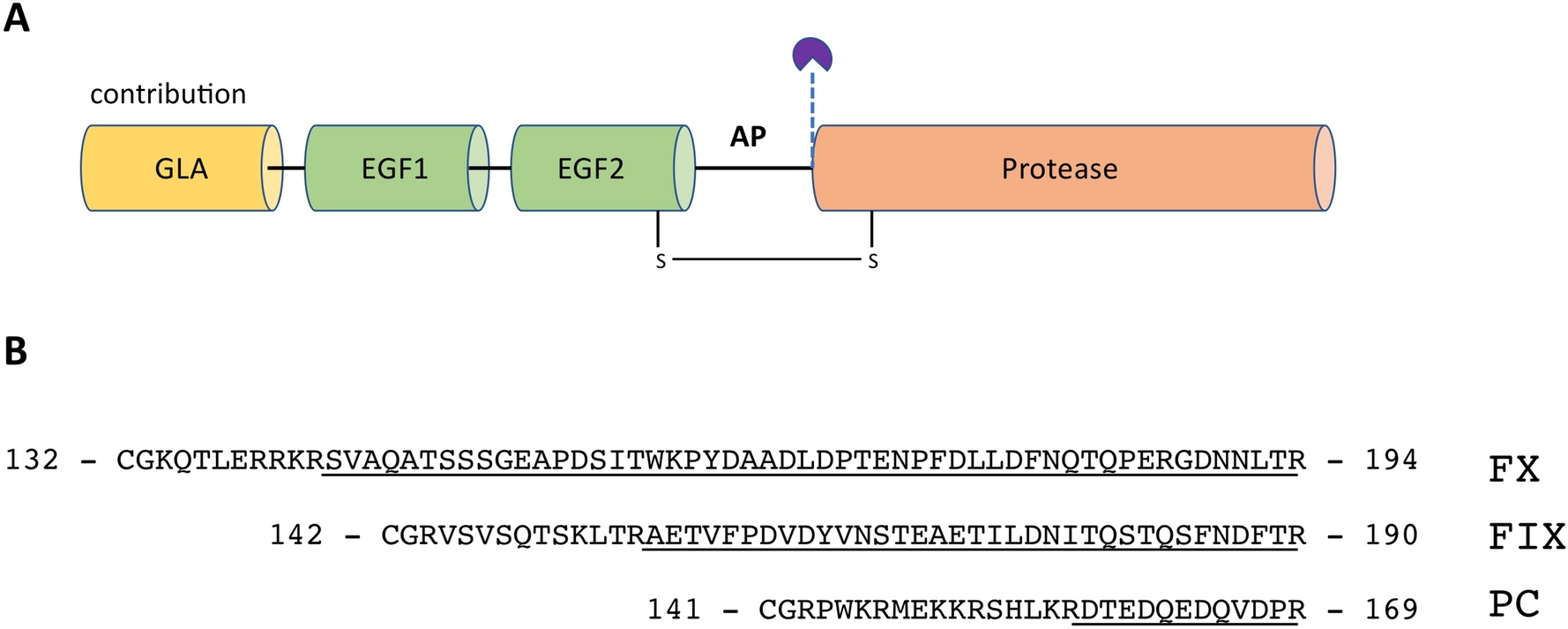 Role Of The Activation Peptide In The Mechanism Of Protein C Activation Scientific Reports
