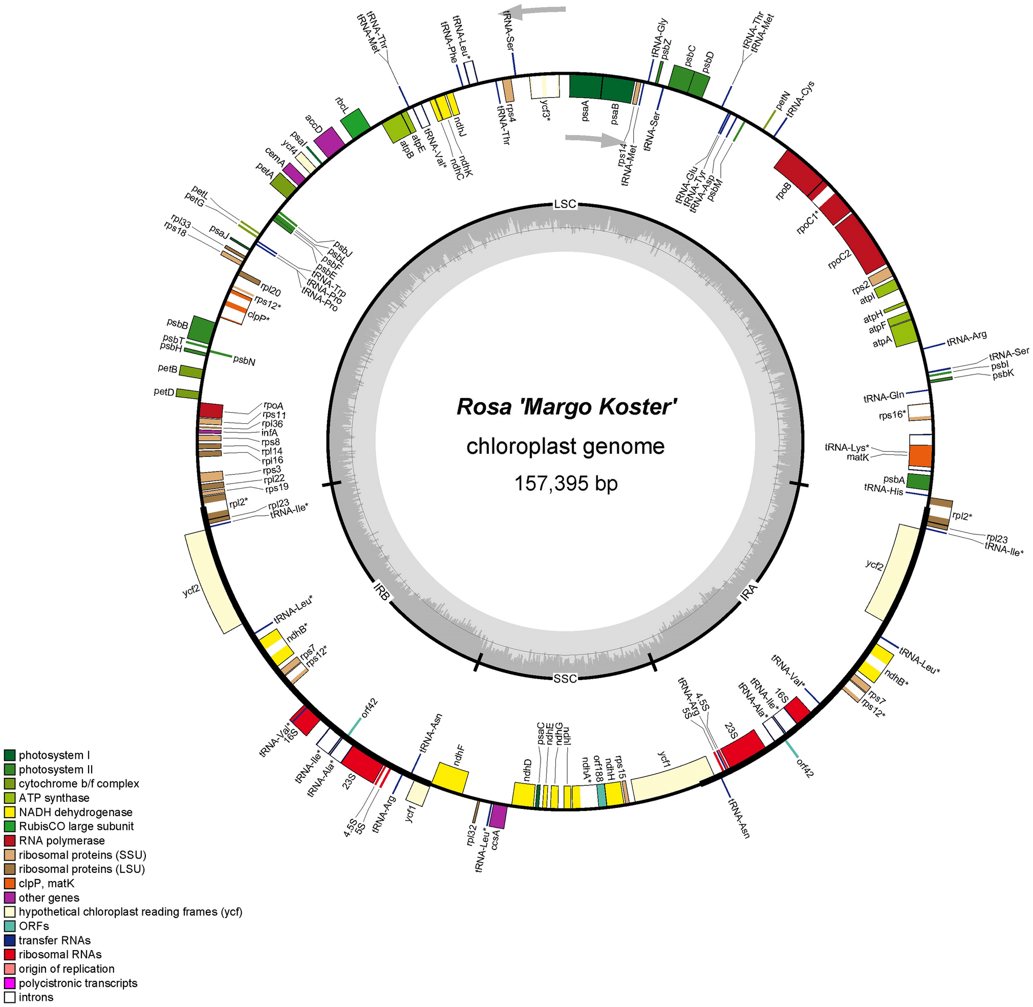 Molecular markers from the chloroplast genome of rose provide a  complementary tool for variety discrimination and profiling | Scientific  Reports
