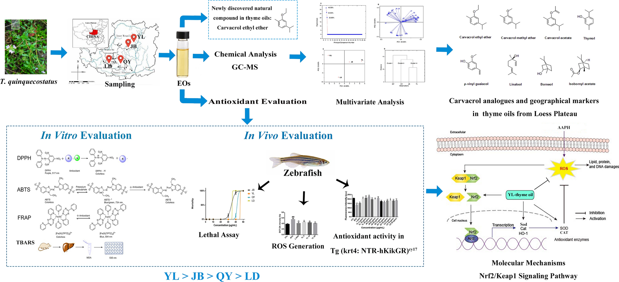 Chemical composition and anti-oxidant potential on essential oils of Thymus  quinquecostatus Celak. from Loess Plateau in China, regulating Nrf2/Keap1  signaling pathway in zebrafish | Scientific Reports