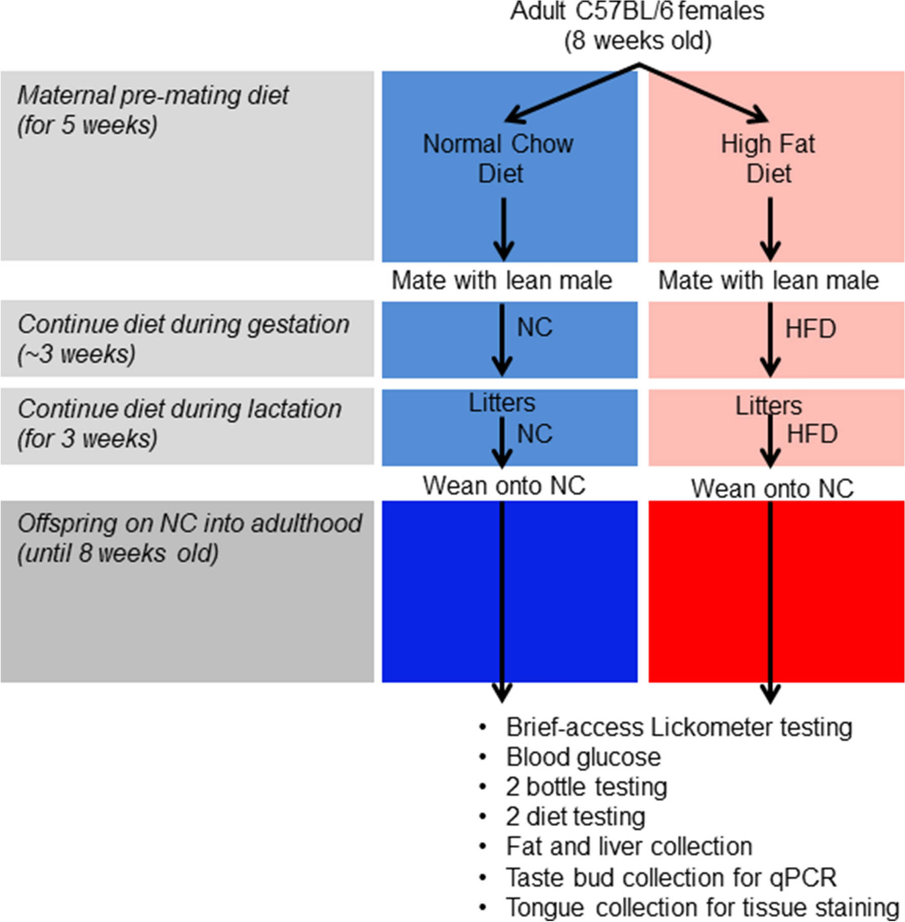 Offspring of obese mice display enhanced intake and sensitivity for  palatable stimuli, with altered expression of taste signaling elements |  Scientific Reports