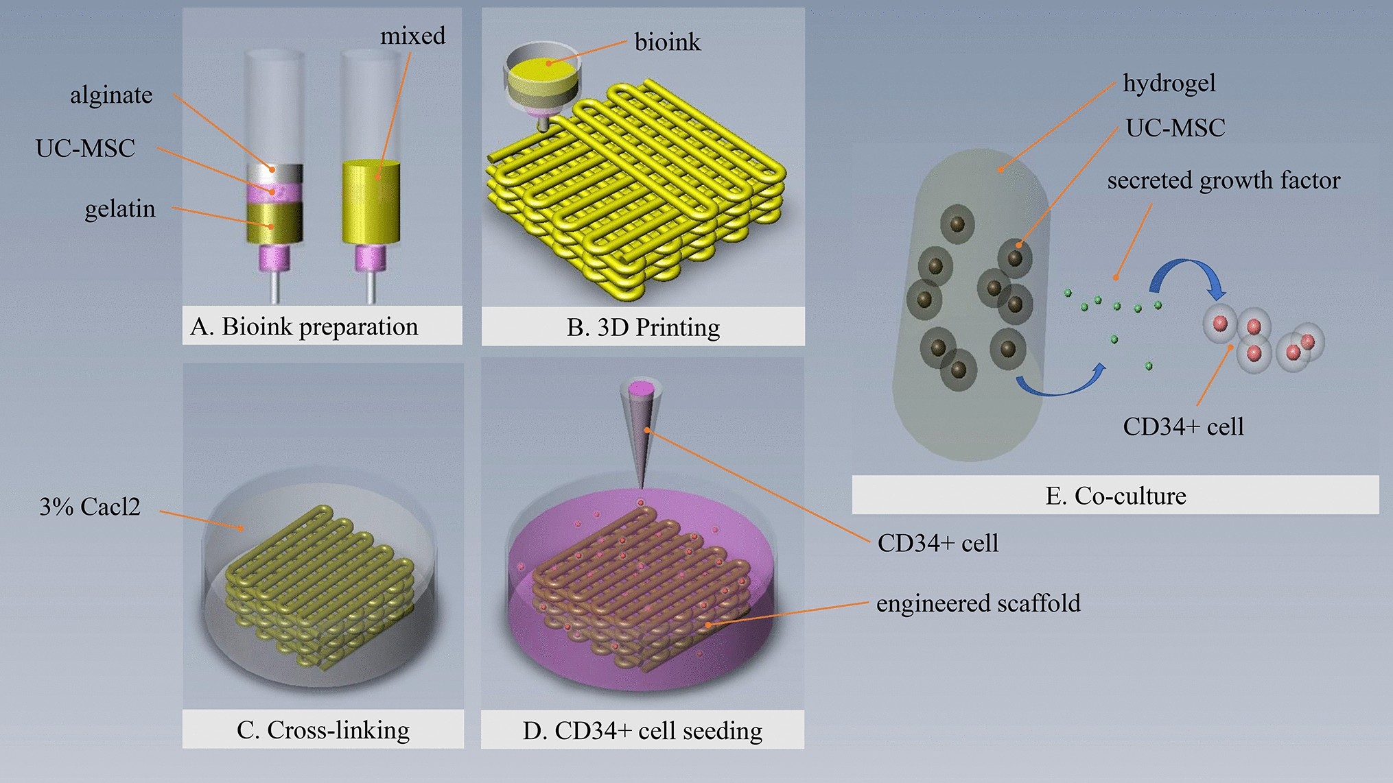 A 3d Engineered Scaffold For Hematopoietic Progenitor Stem Cell Co Culture In Vitro Scientific Reports