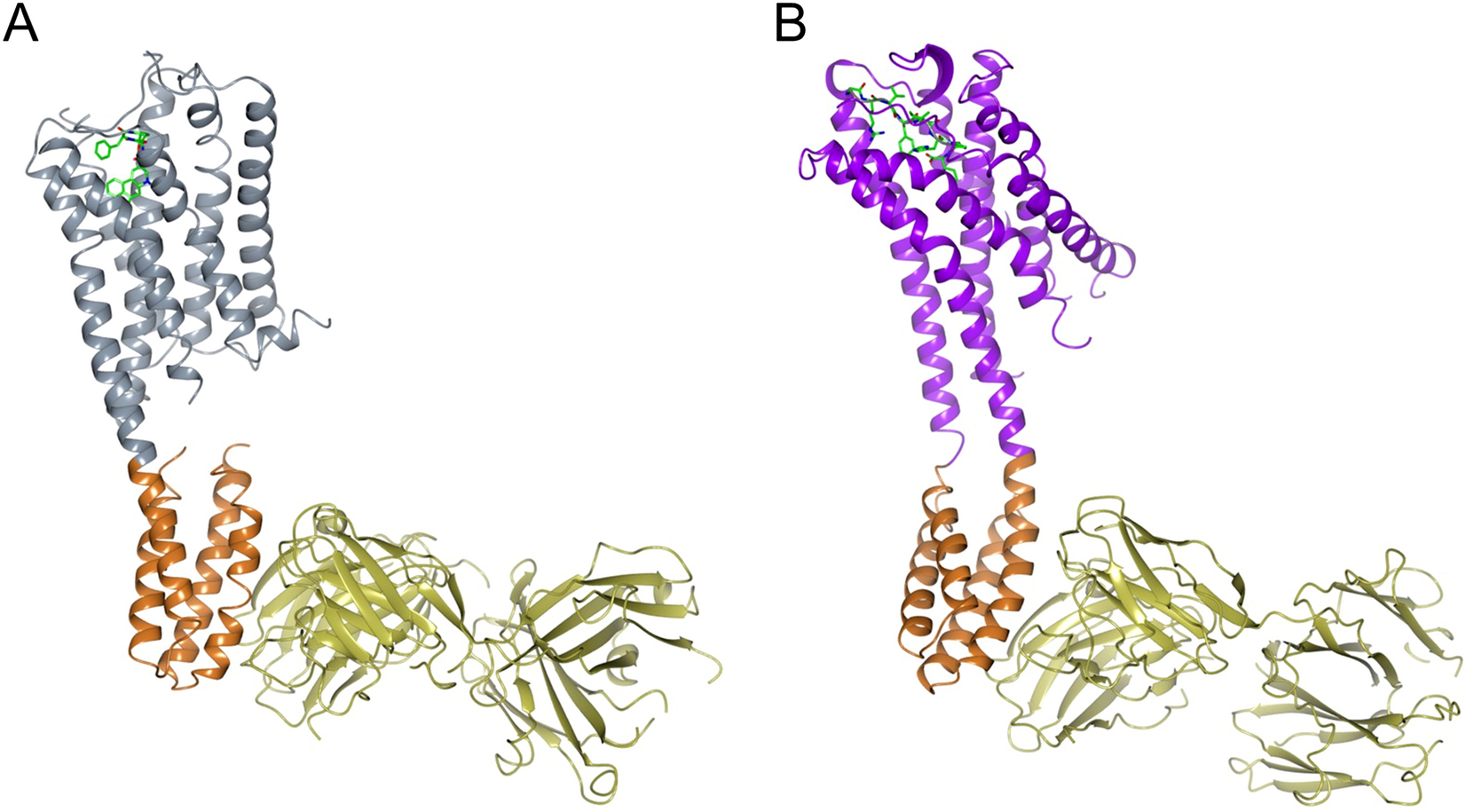 The discovery of a new antibody for BRIL-fused GPCR structure determination  | Scientific Reports