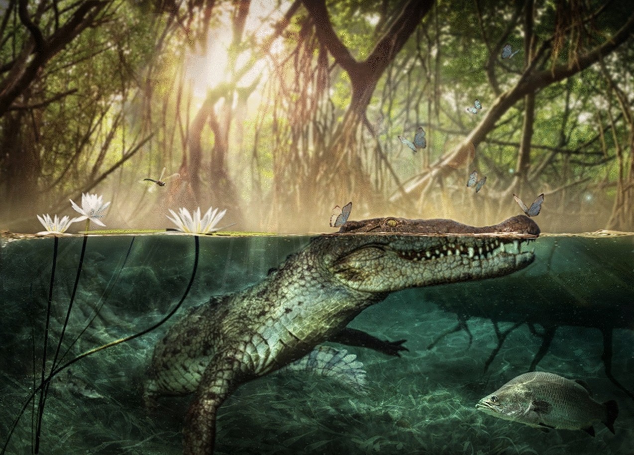 Old African Fossils Provide New Evidence For The Origin Of The American Crocodiles Scientific Reports