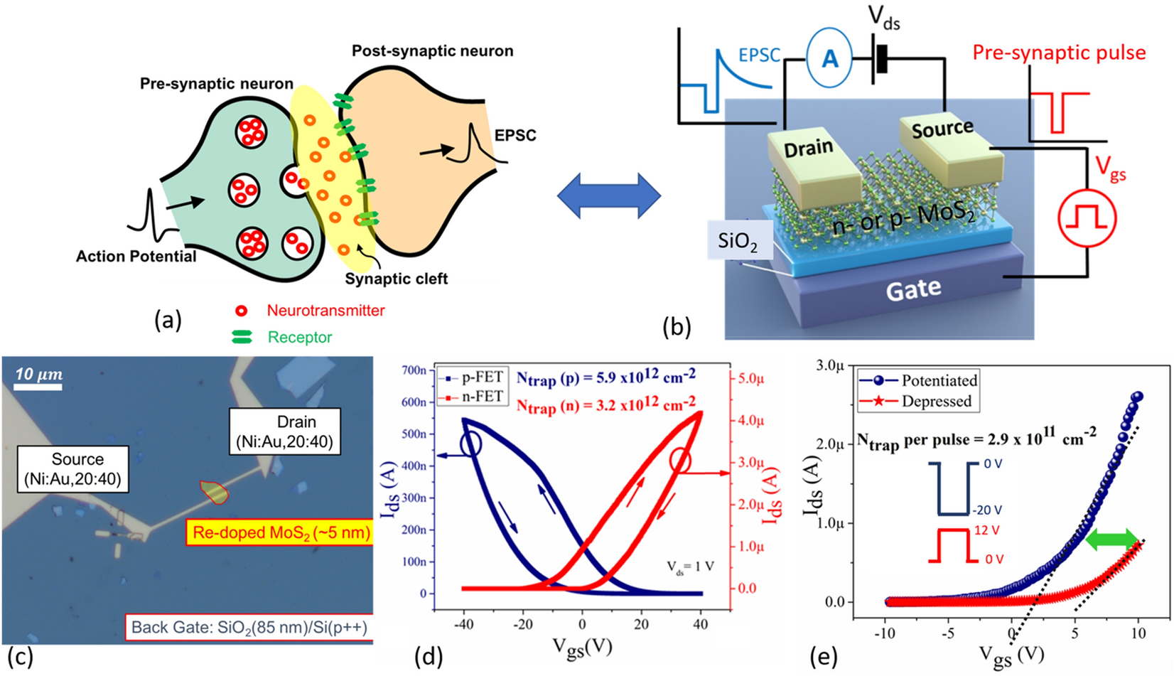 Emulating Synaptic Response In N And P Channel Mos2 Transistors By Utilizing Charge Trapping Dynamics Scientific Reports