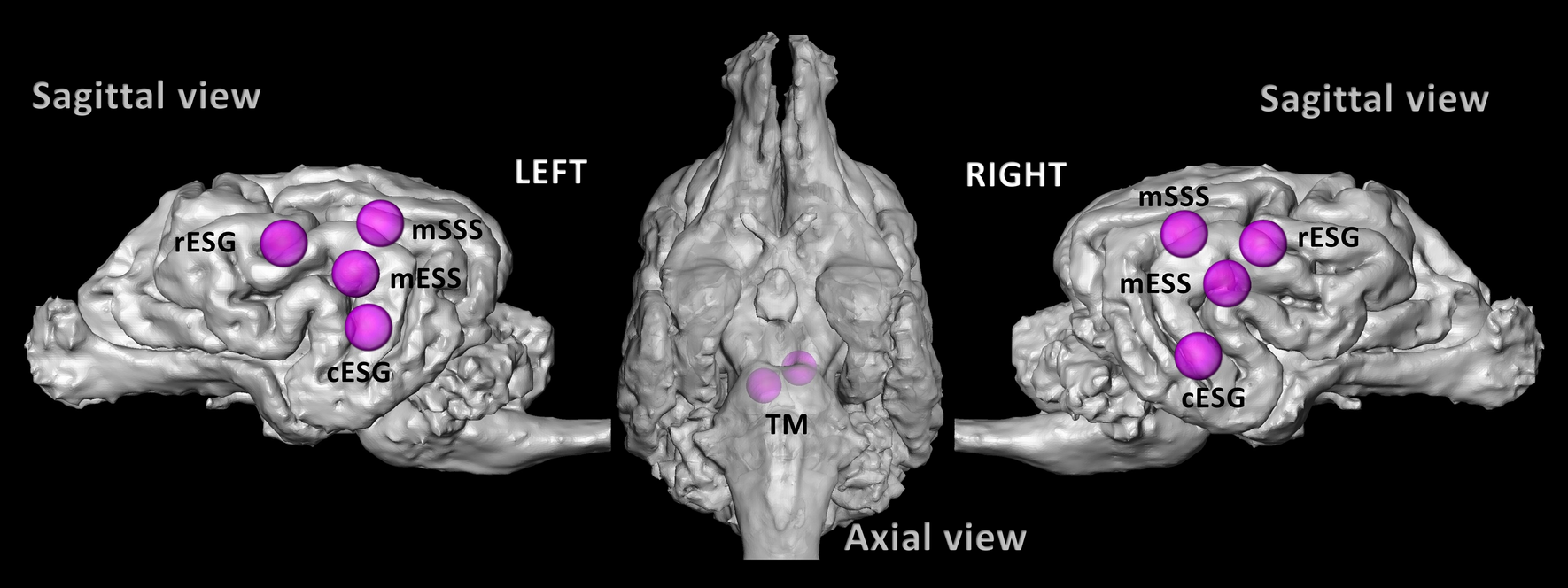 Отек мозга у собаки. Головной мозг собаки анатомия. Исследование мозга собаки.