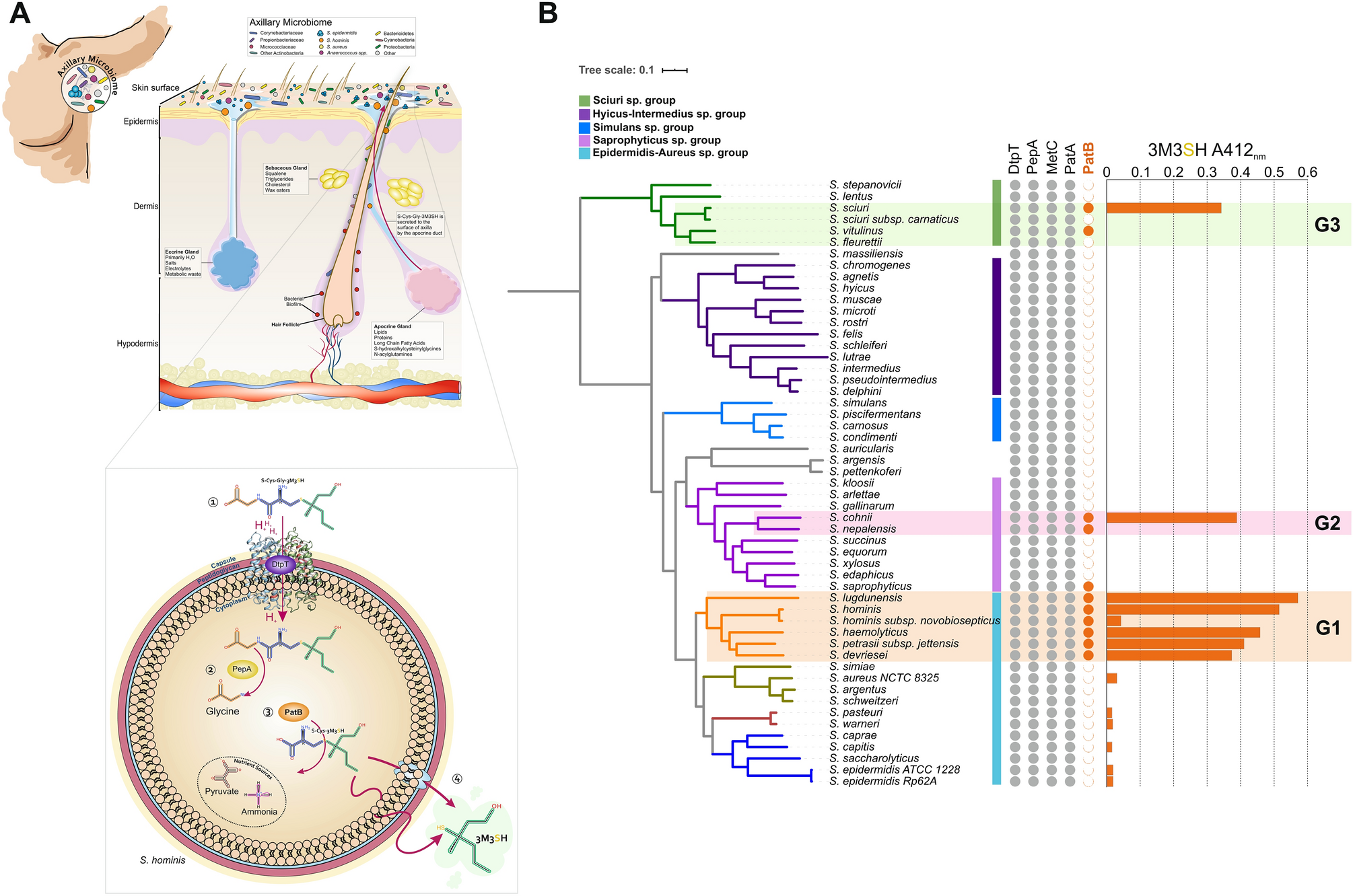 The molecular basis of thioalcohol production in human body odour |  Scientific Reports