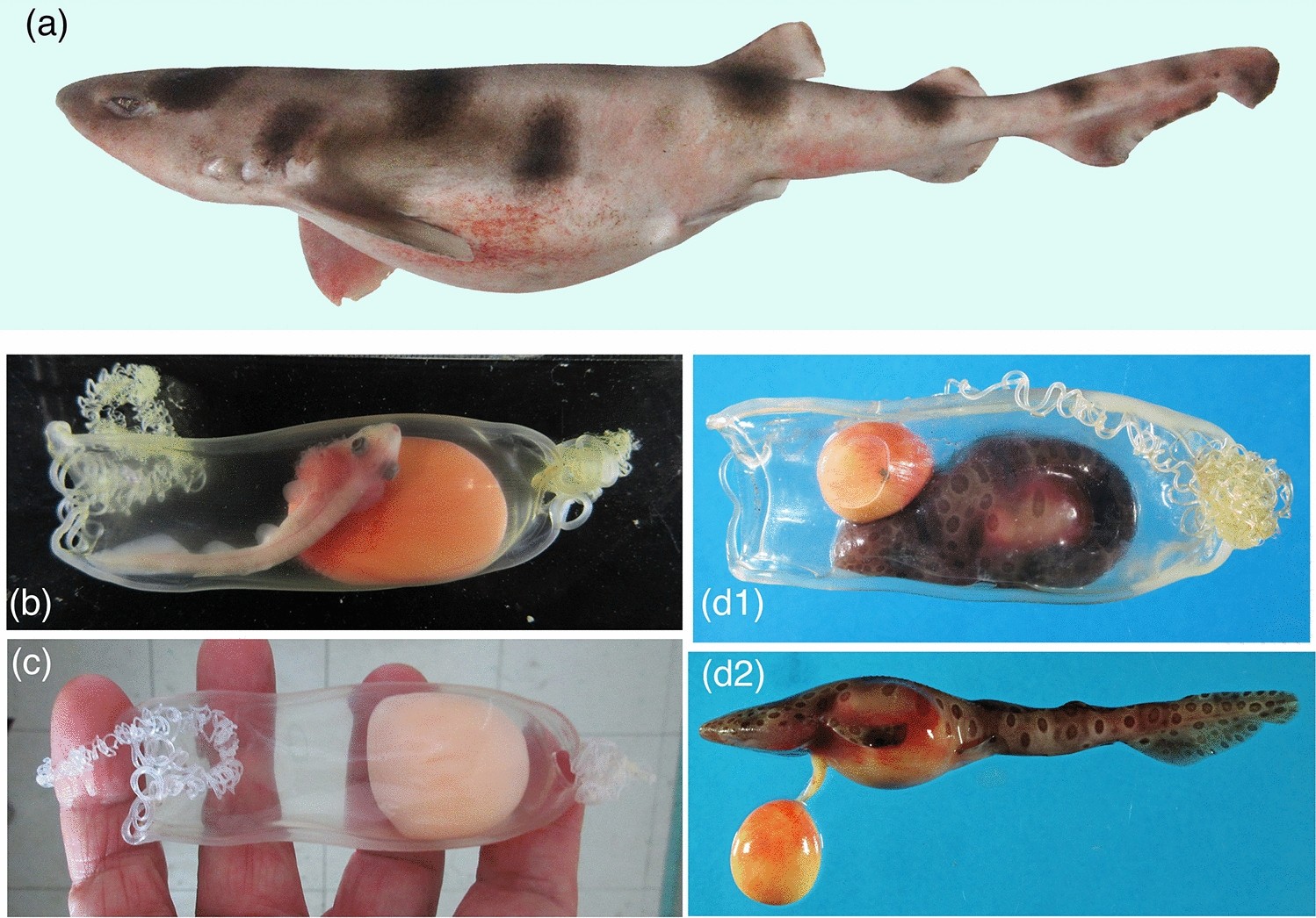 Discovery of a new mode of oviparous reproduction in sharks and its  evolutionary implications | Scientific Reports